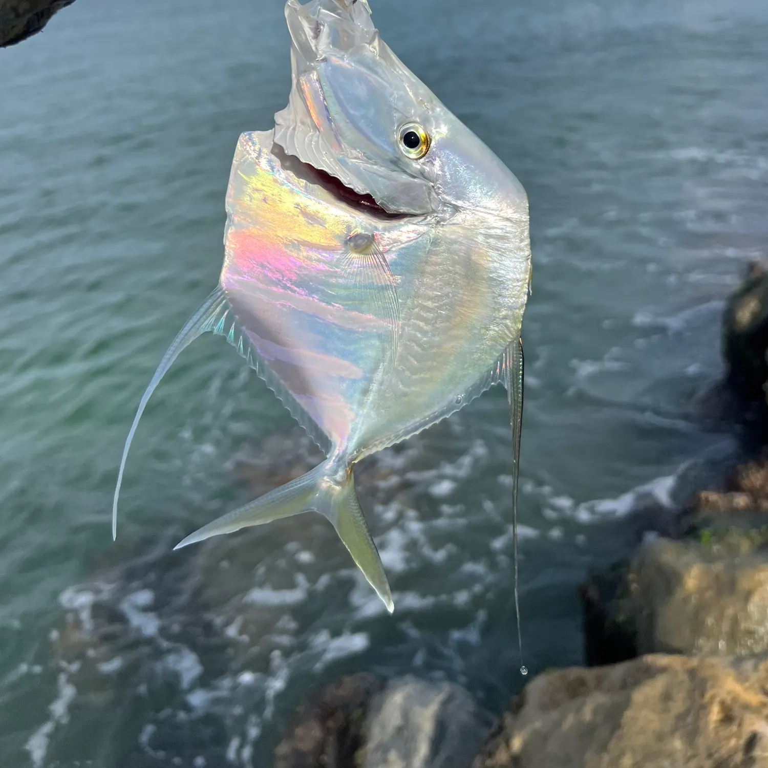 The most recent Lookdown catches on Fishbrain