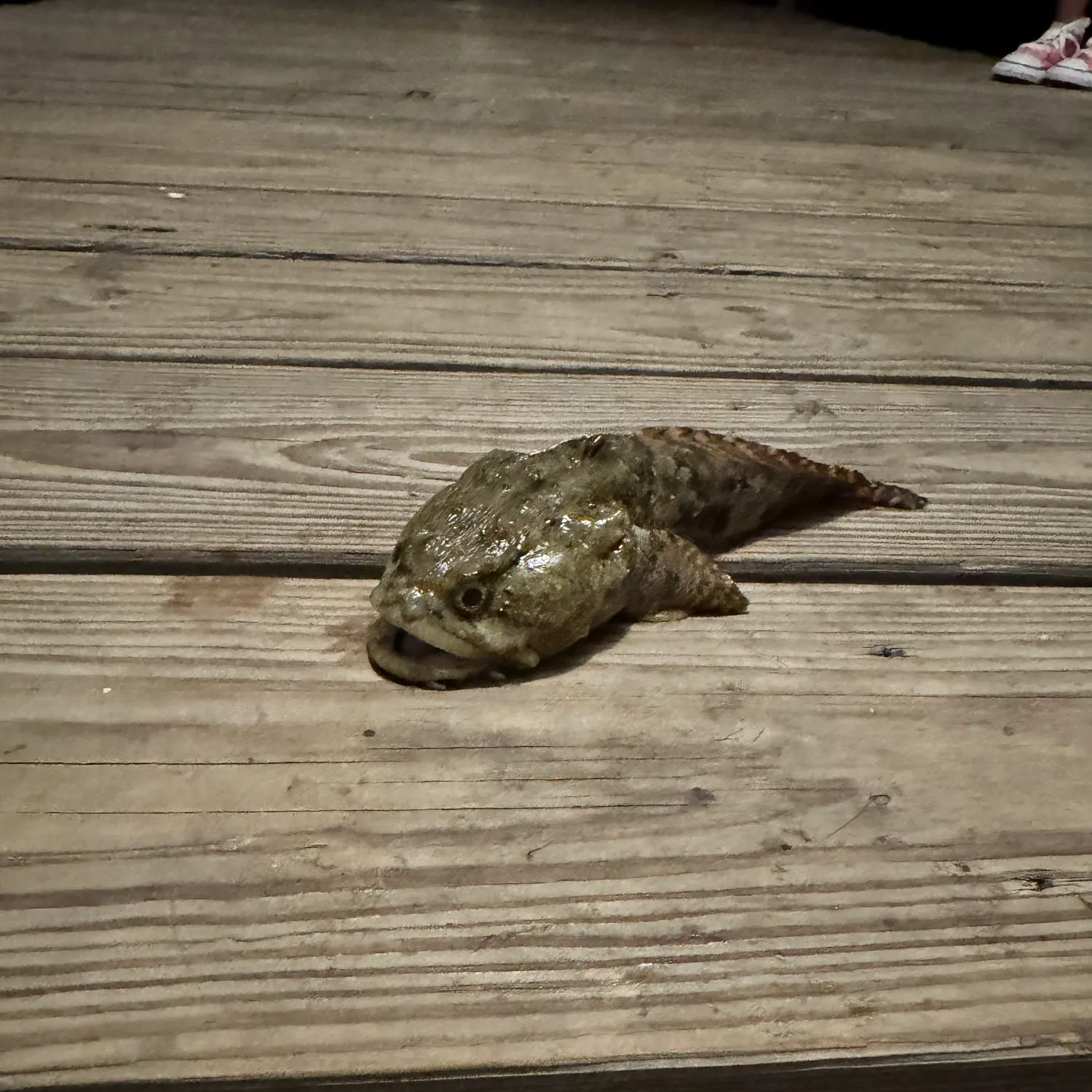 The most recent Boulenger's toadfish catches on Fishbrain