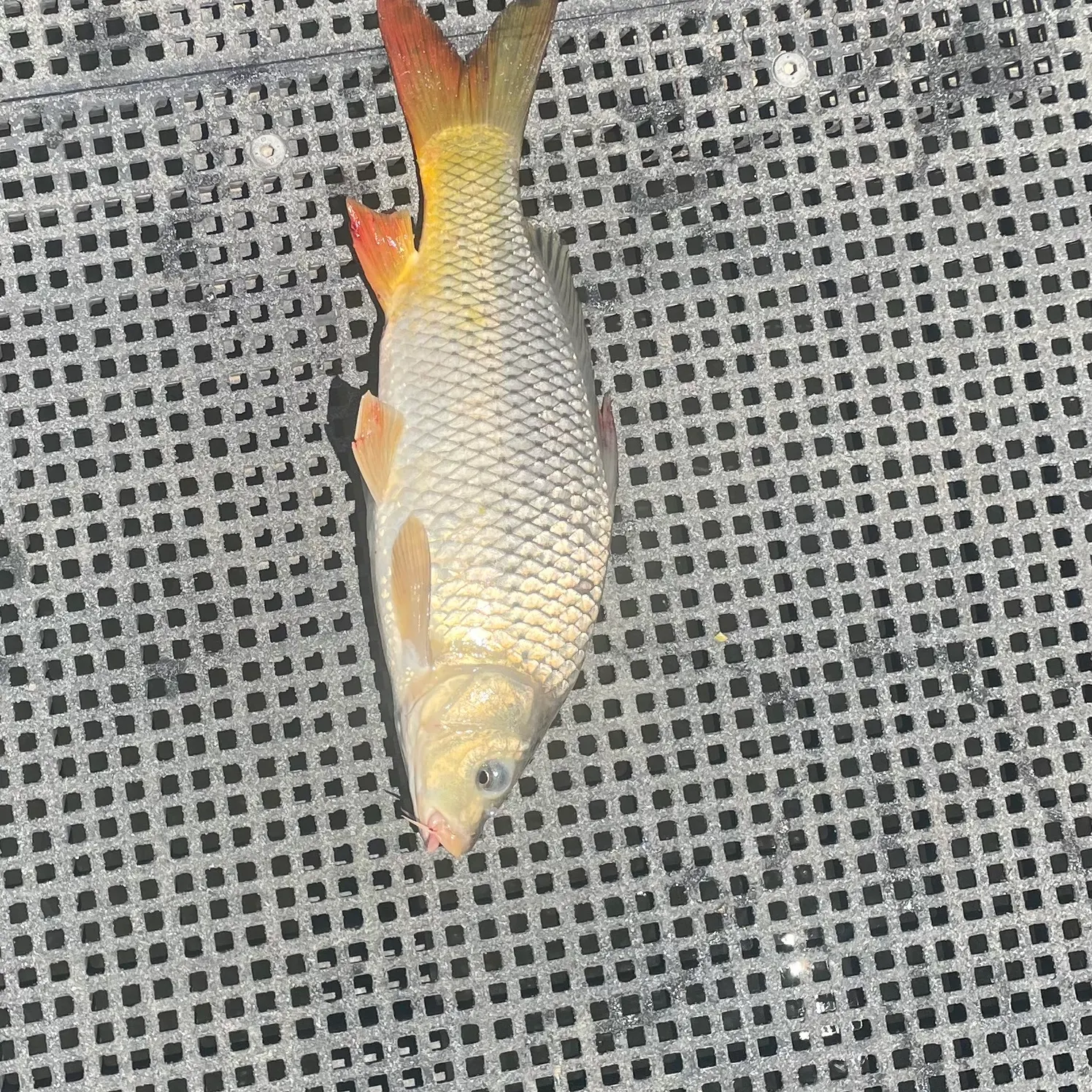 The most recent Common carp catches on Fishbrain