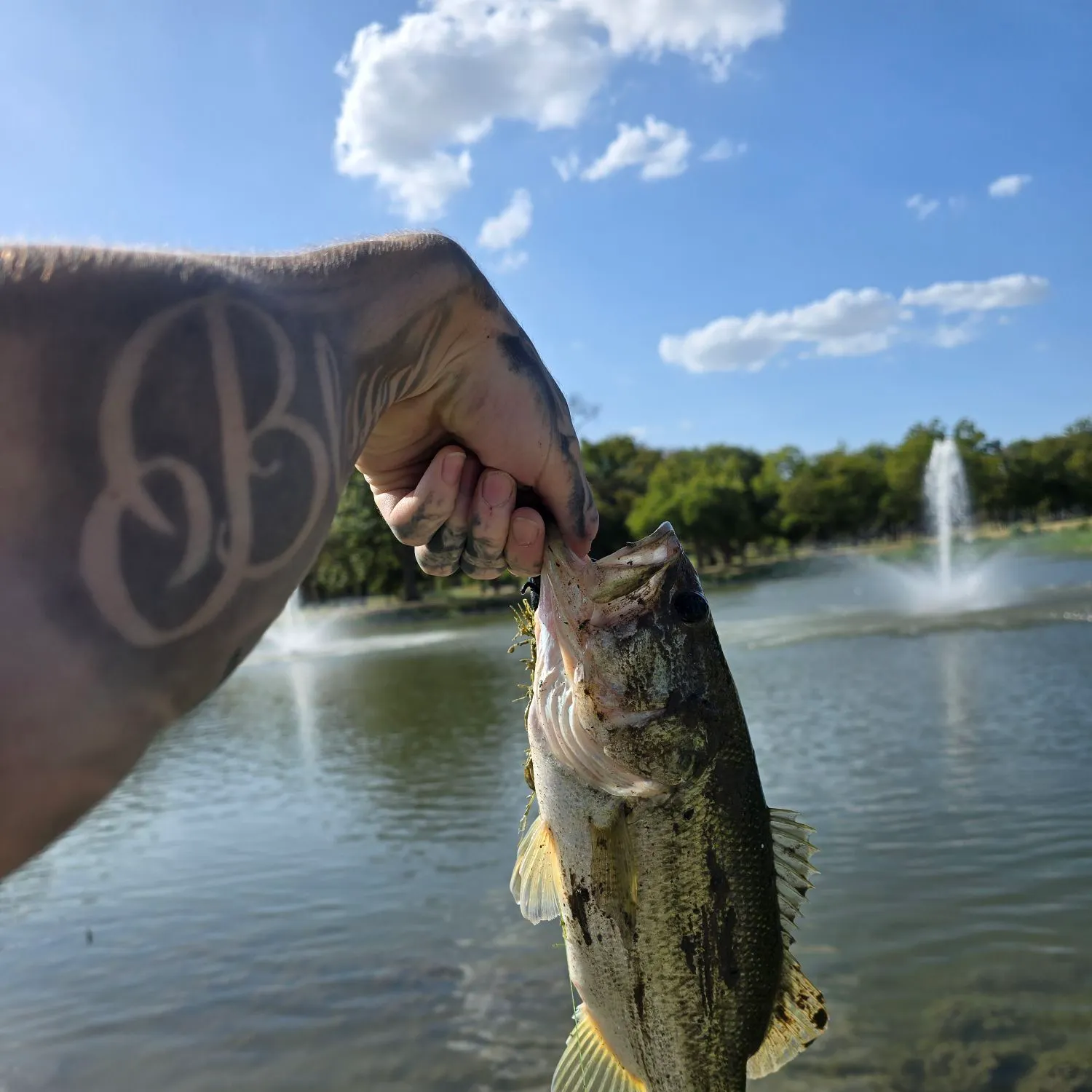 Largemouth bass caught on Fishbrain
