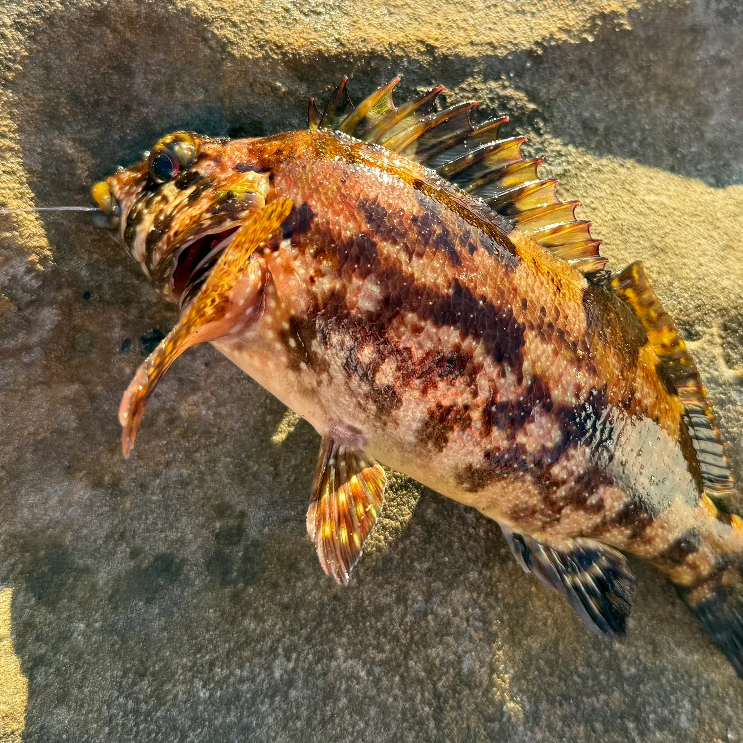 The most recent Eastern kelpfish catches on Fishbrain