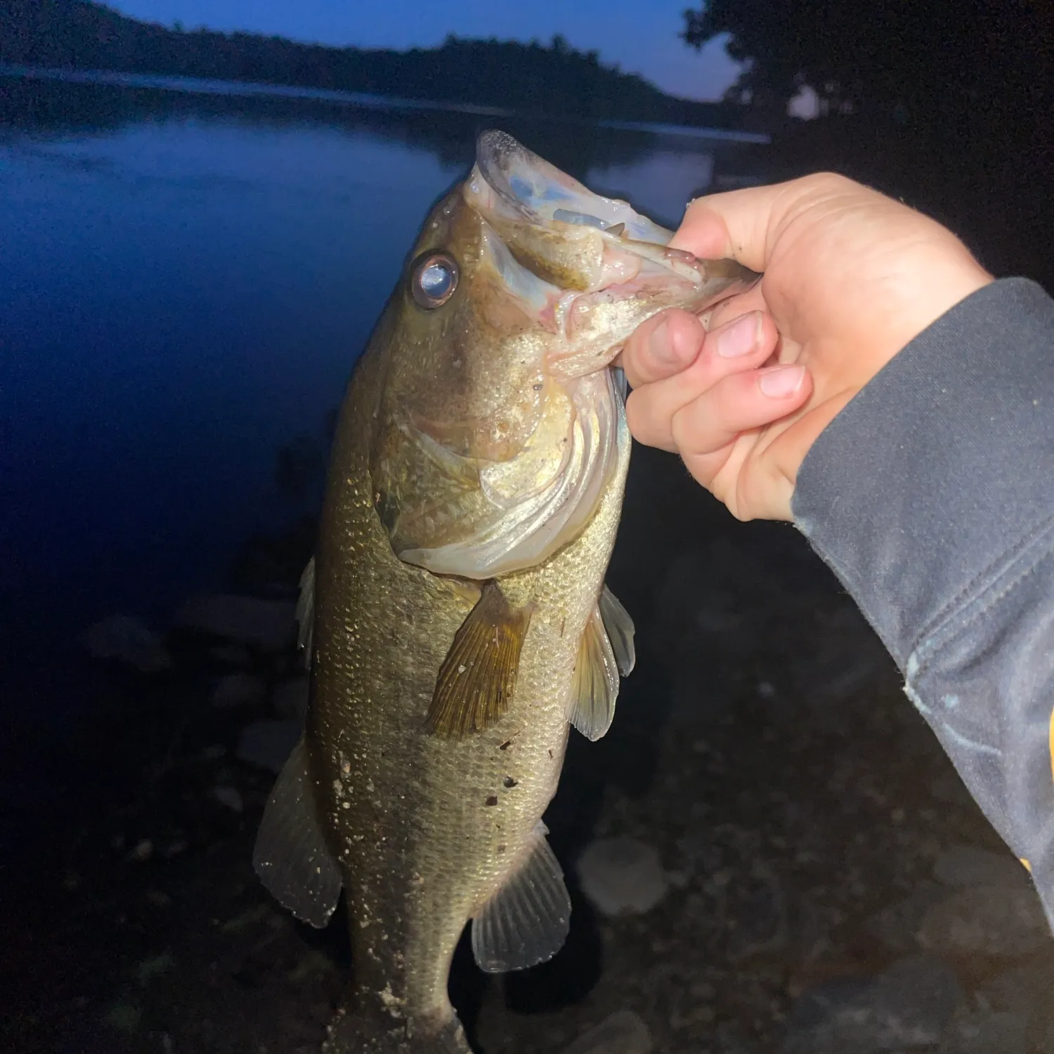 Largemouth bass caught on Fishbrain