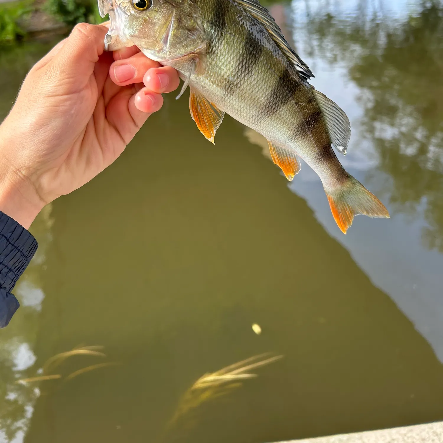 European perch caught on Fishbrain