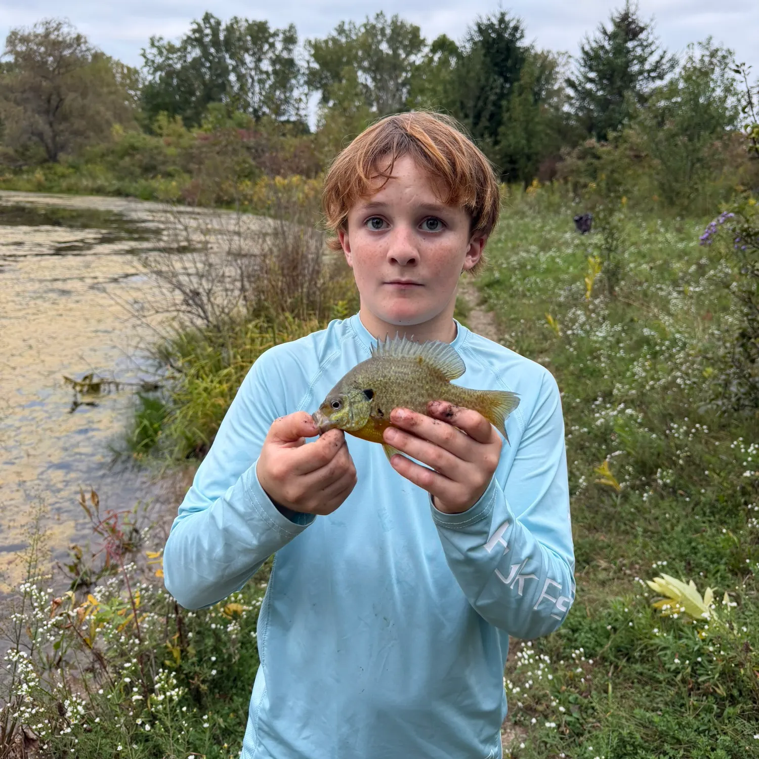 Green sunfish caught on Fishbrain