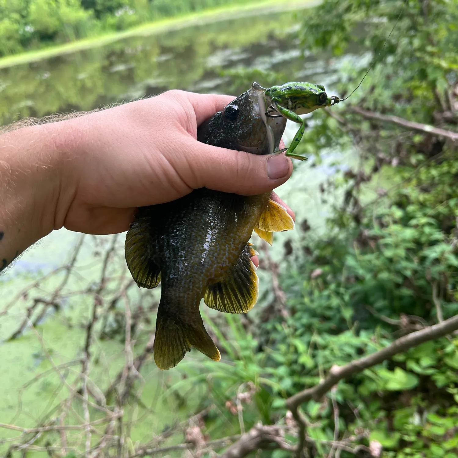 catch