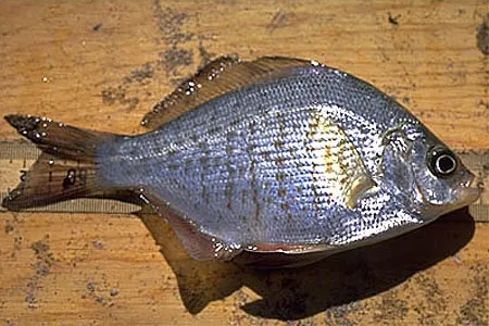 Calico surfperch