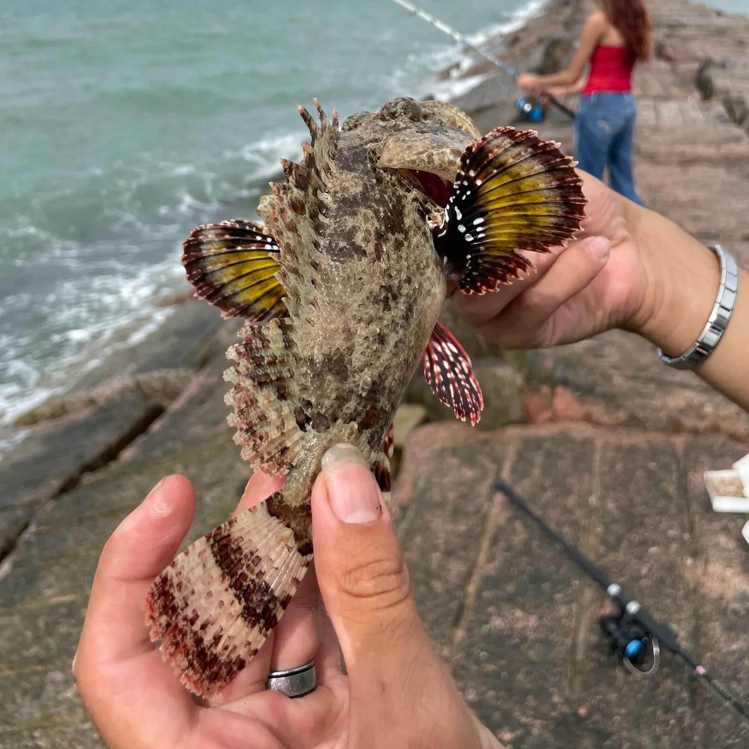 The most recent Spotted scorpionfish catches on Fishbrain