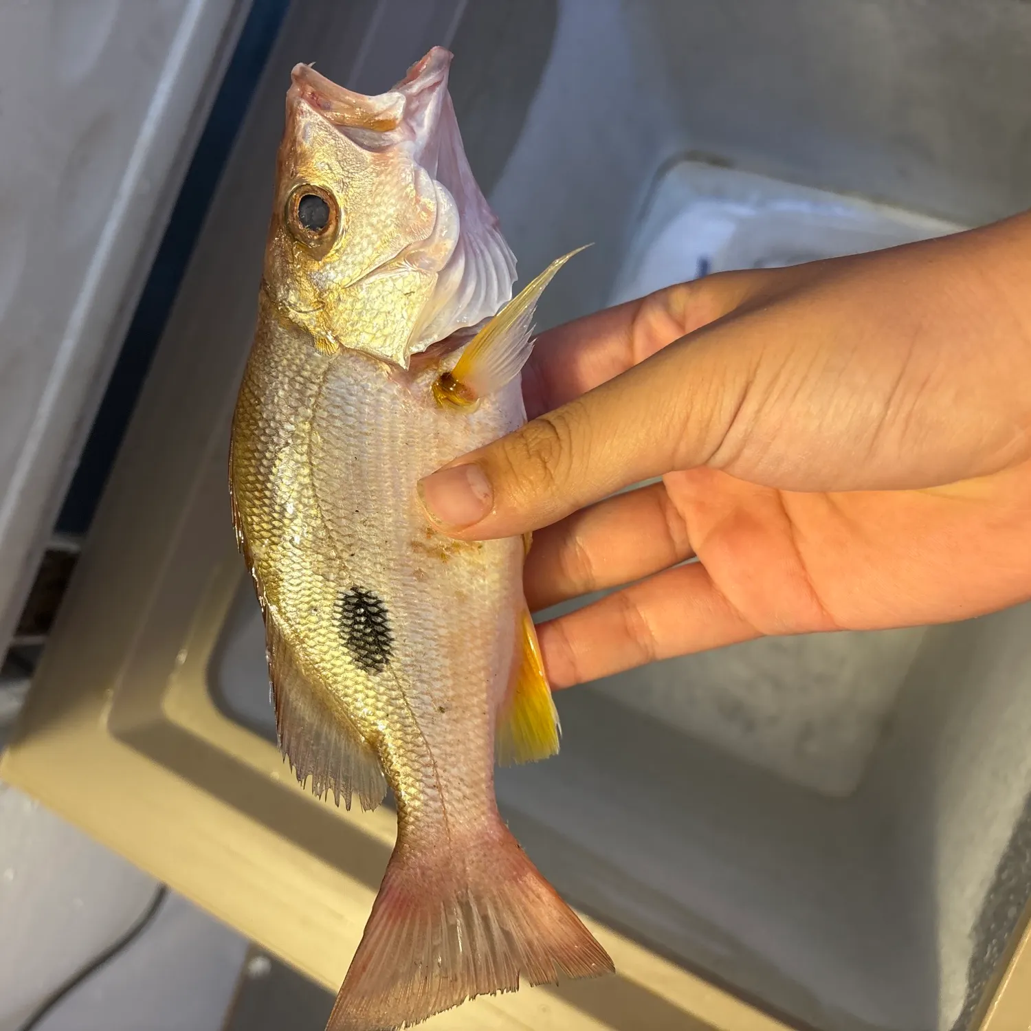 Moses perch caught on Fishbrain