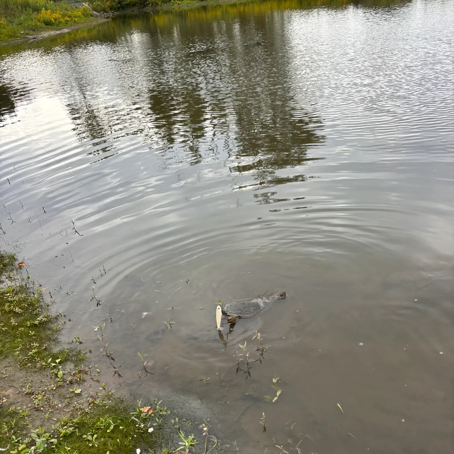 Common snapping turtle caught on Fishbrain
