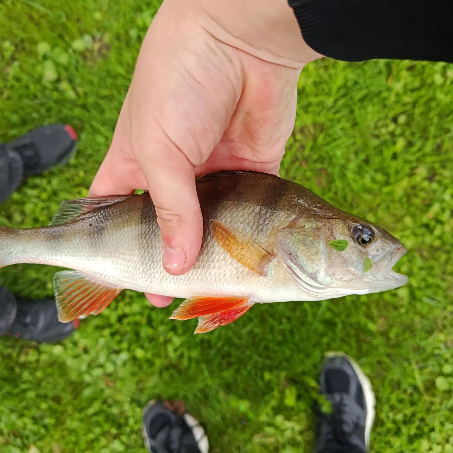 European perch caught on Fishbrain