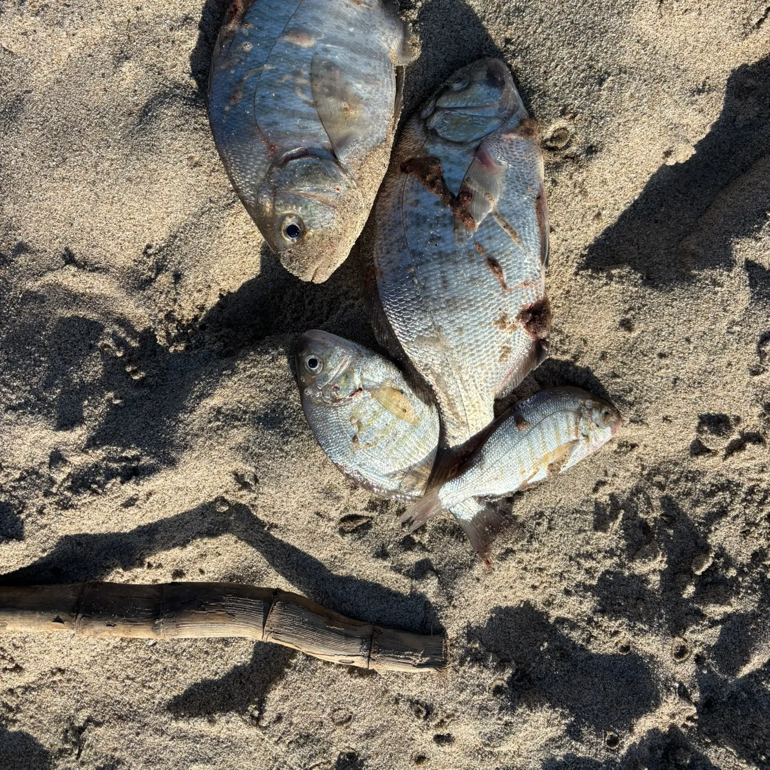 recently logged catches