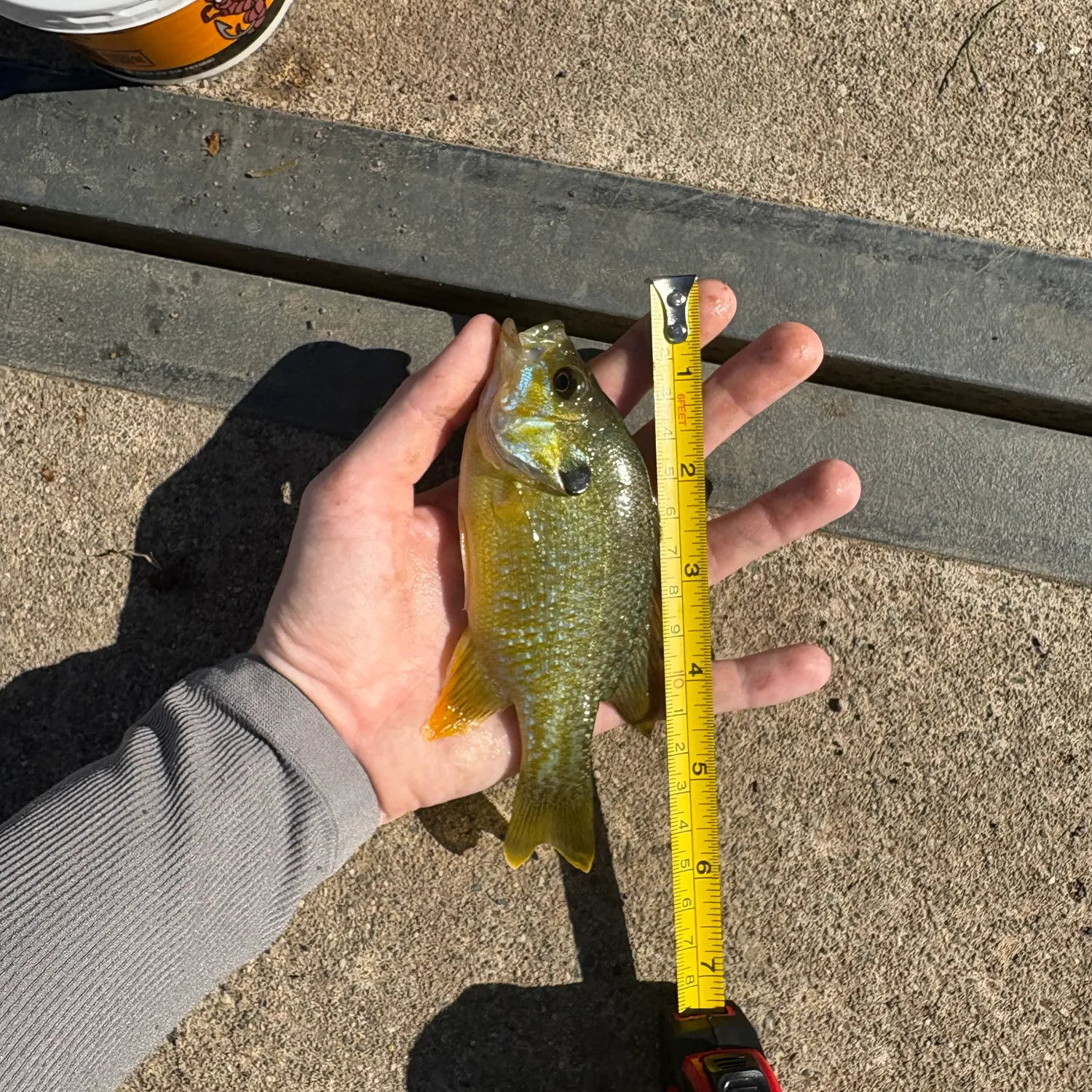 Greengill hybrid caught on Fishbrain