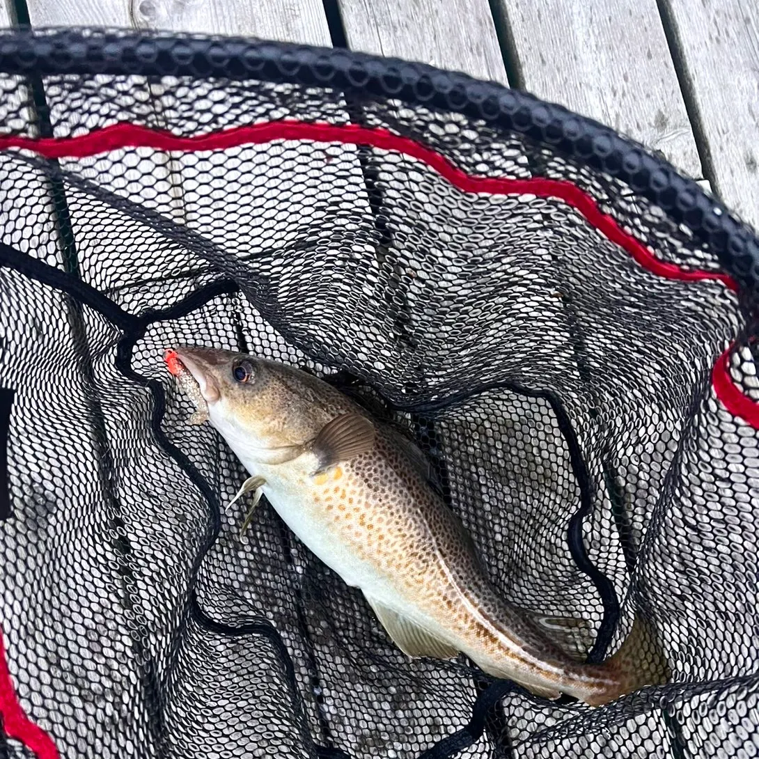 Atlantic cod caught on Fishbrain