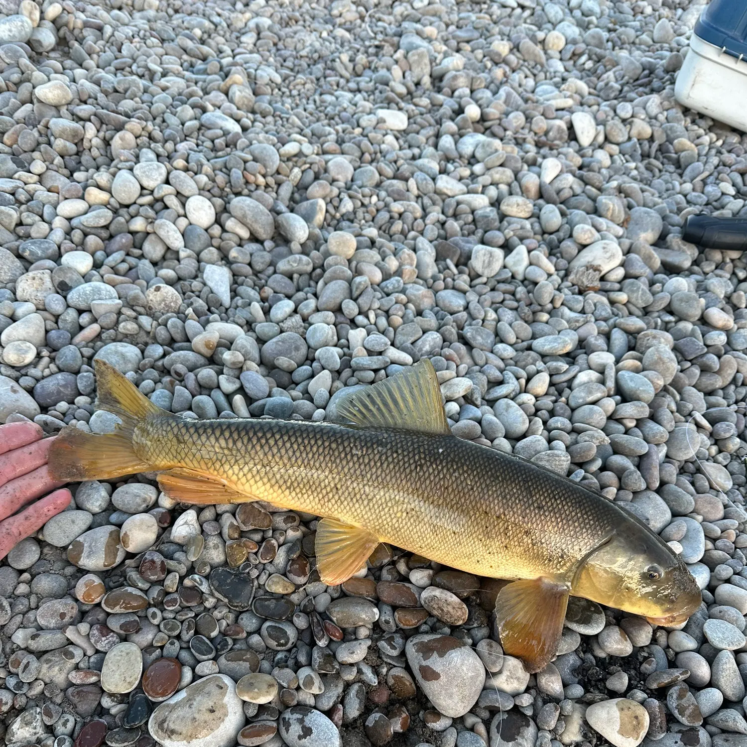 The most recent Largescale sucker catches on Fishbrain