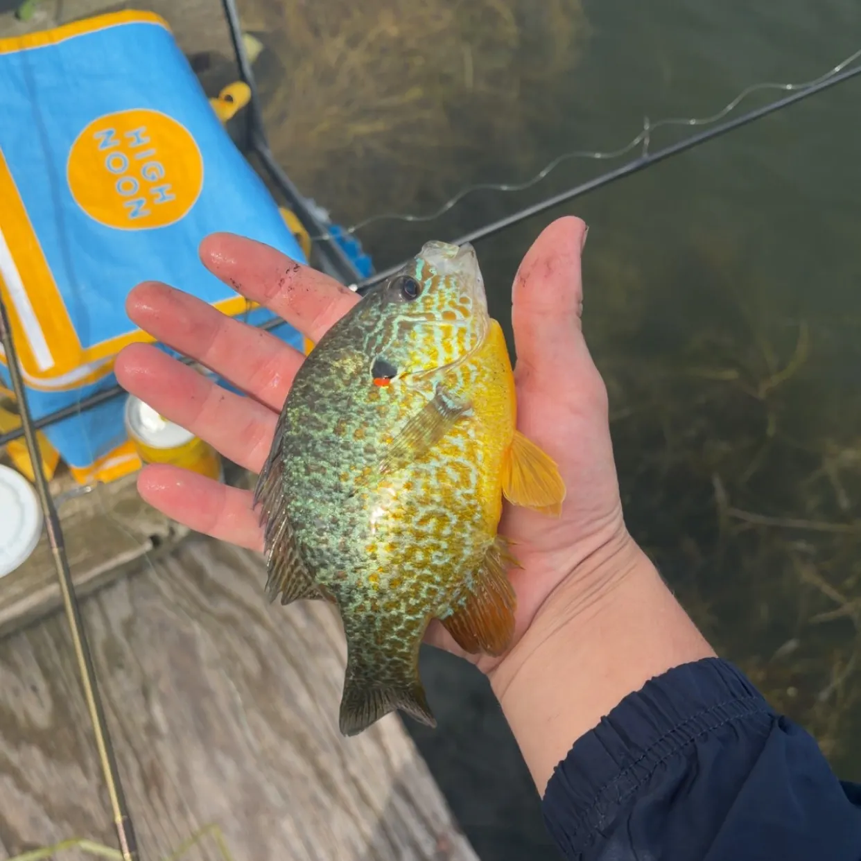 Pumpkinseed caught on Fishbrain