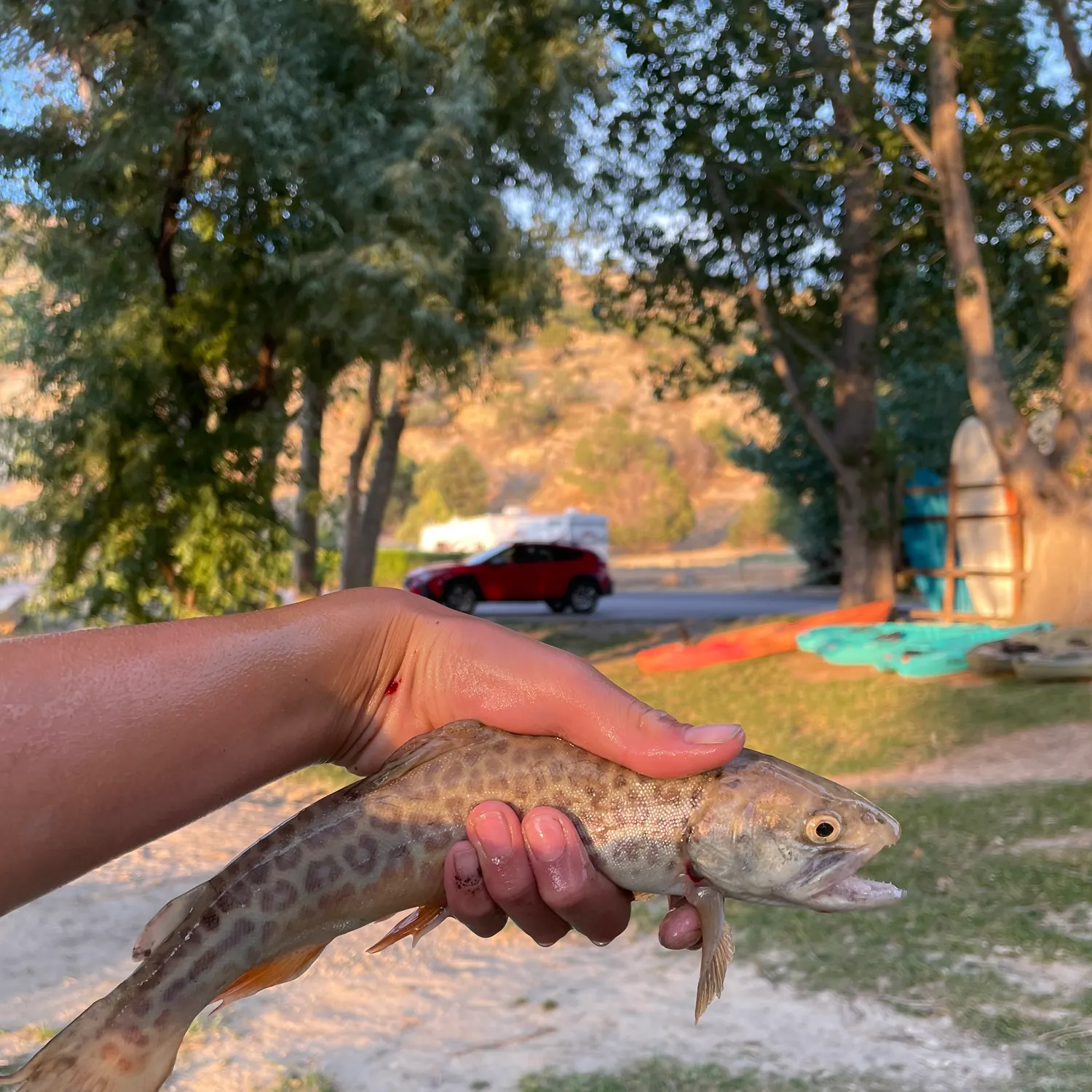 recently logged catches
