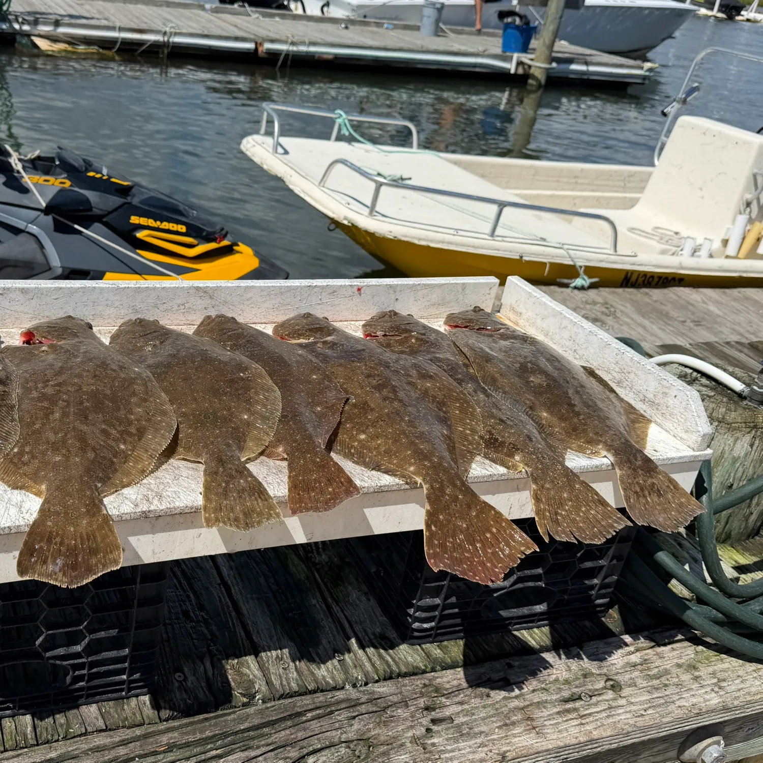 Summer flounder caught on Fishbrain