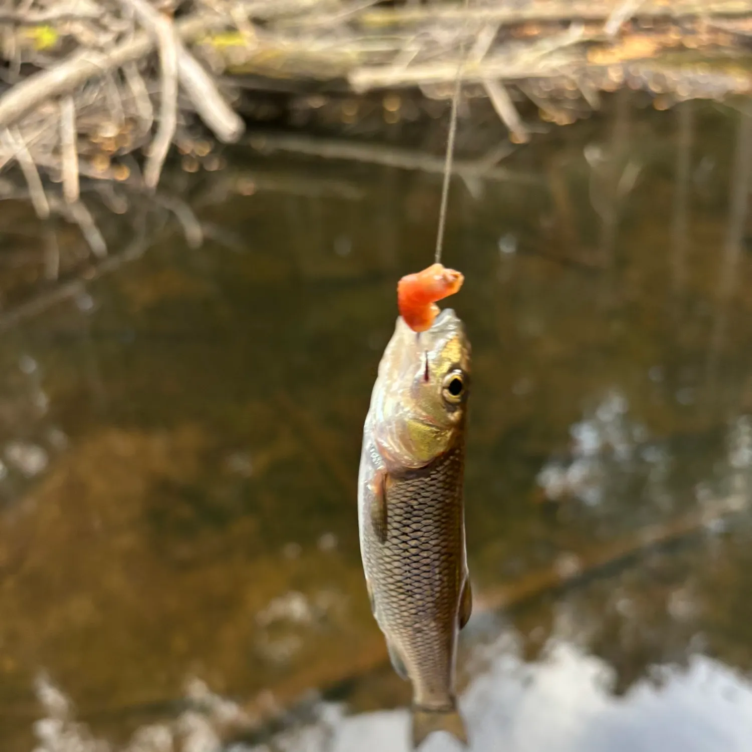 Fallfish caught on Fishbrain