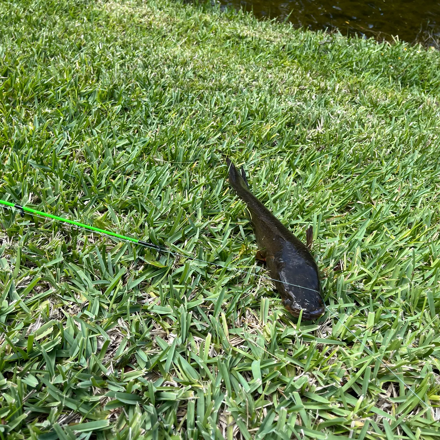 The most recent Indonesian snakehead catches on Fishbrain