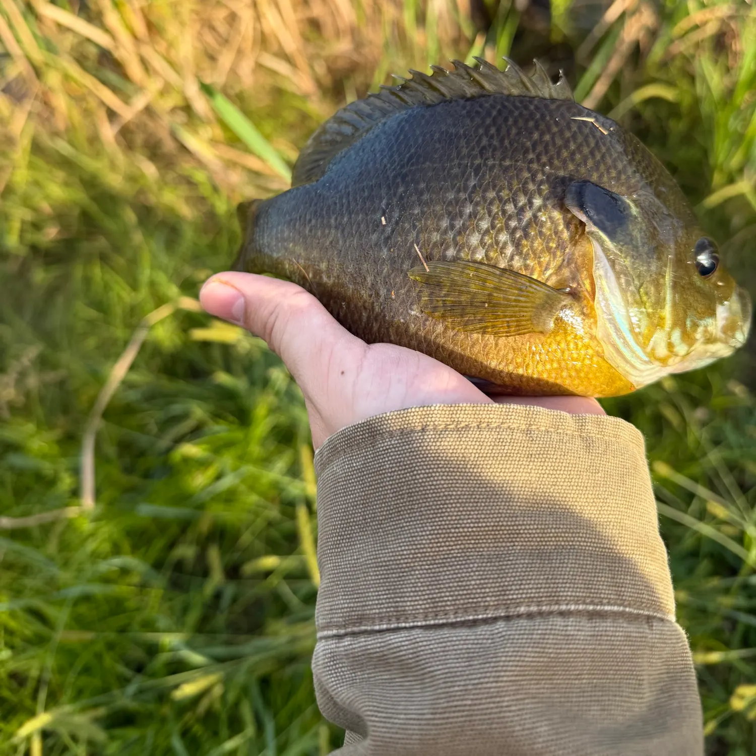 Bluegill caught on Fishbrain
