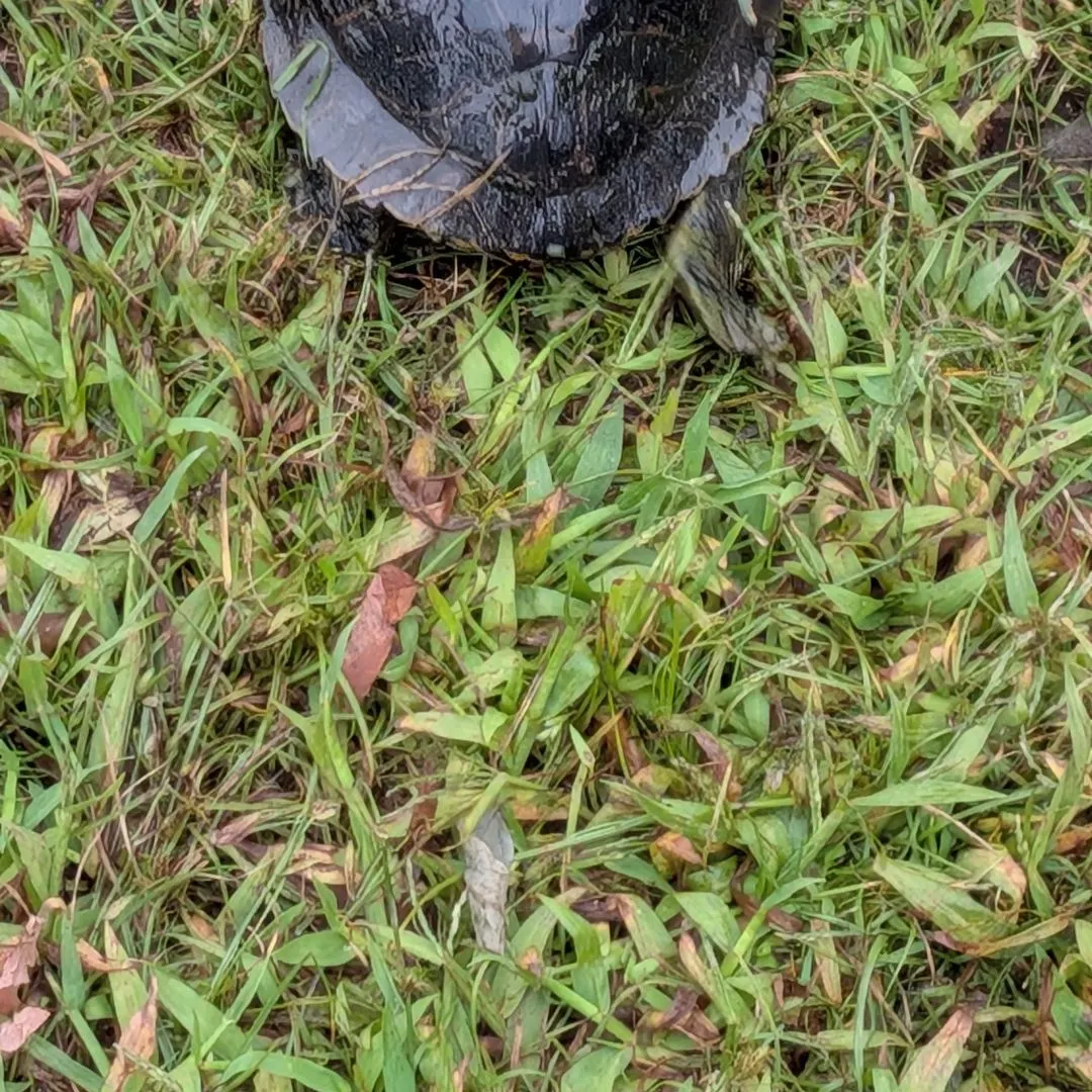 Pond slider turtle caught on Fishbrain