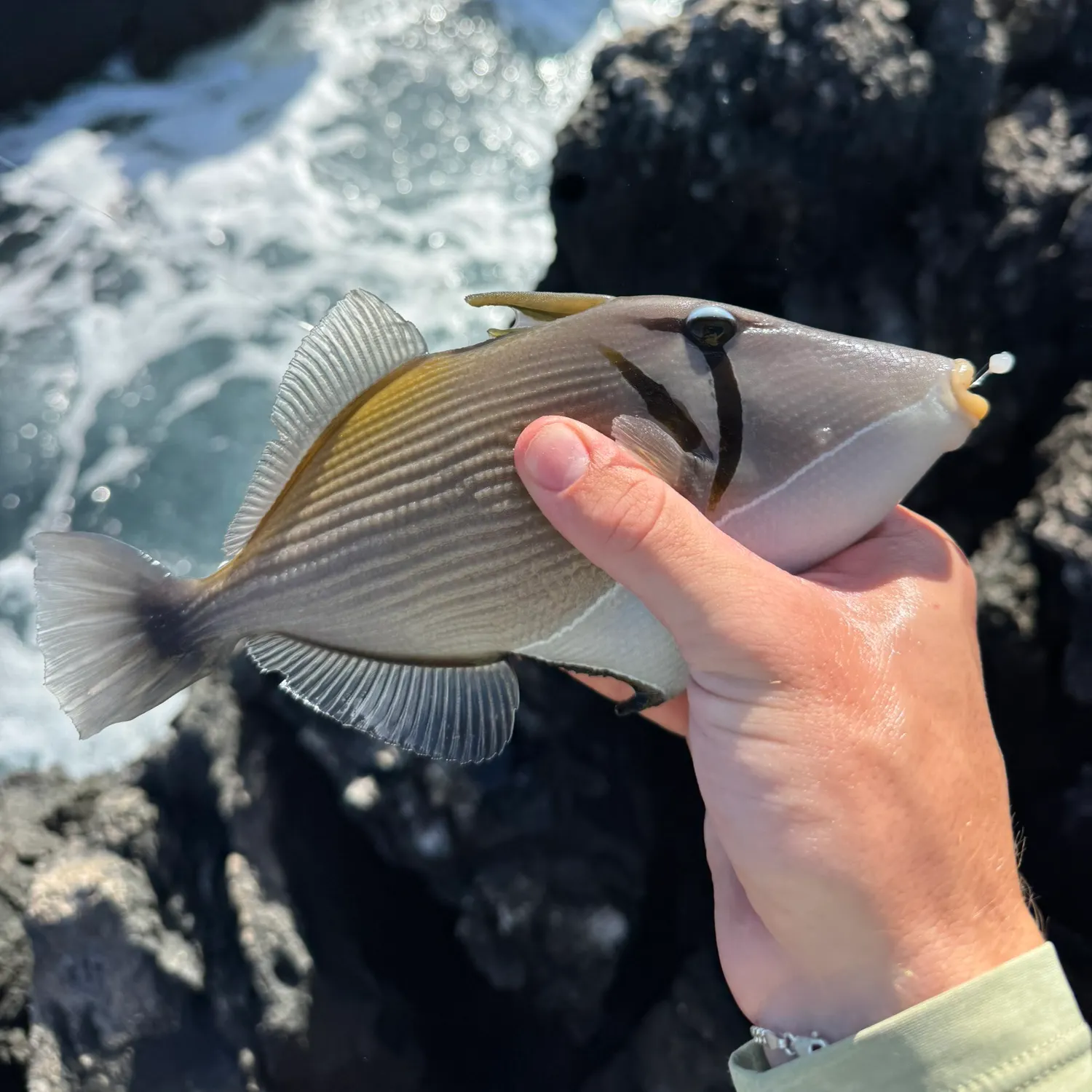 The most recent Boomerang triggerfish catches on Fishbrain