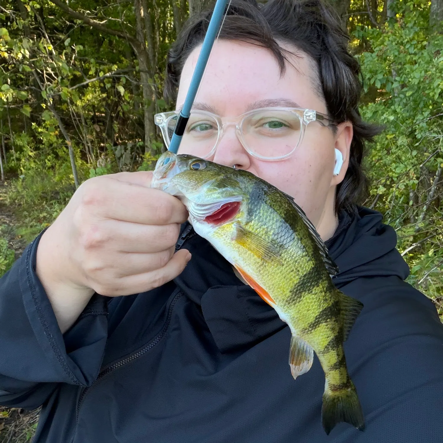 Yellow perch caught on Fishbrain