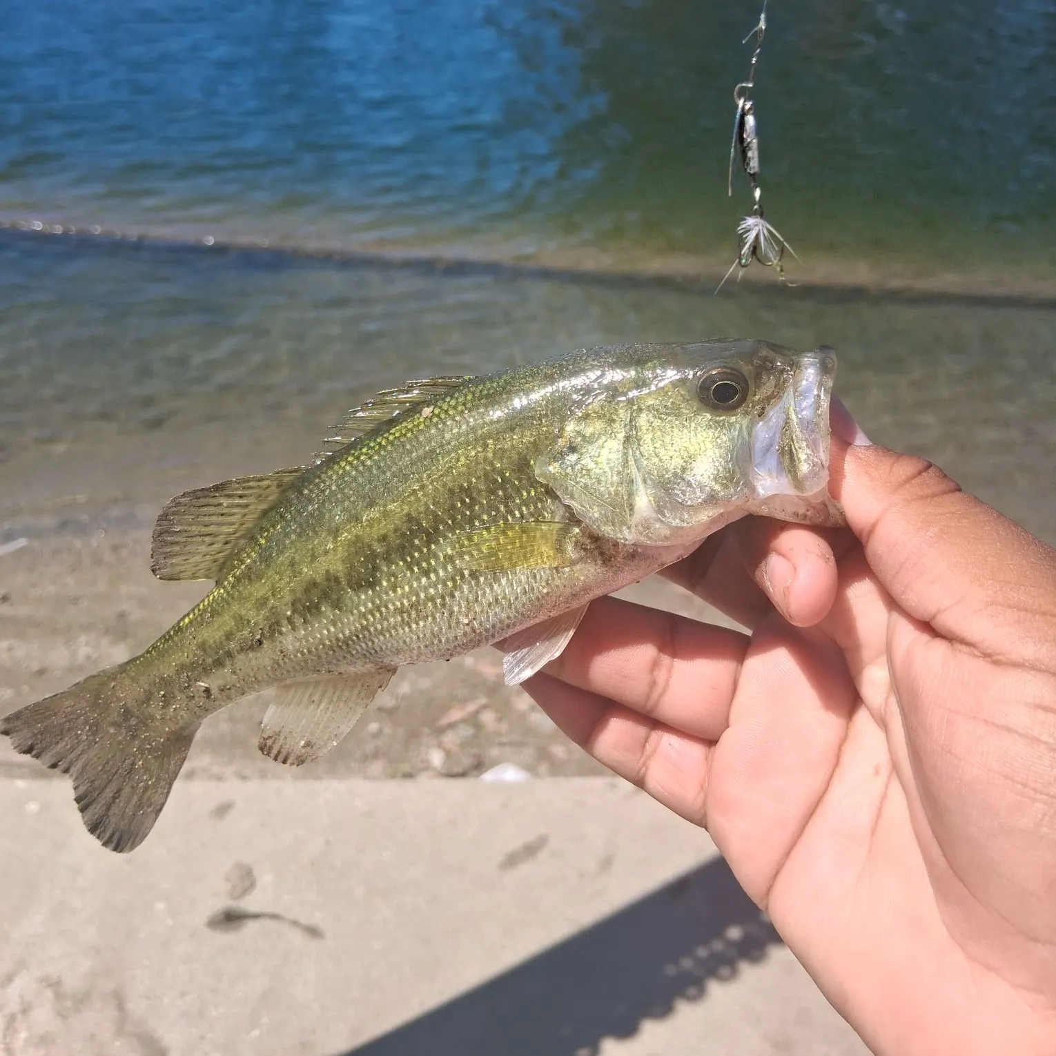 Spotted bass caught on Fishbrain