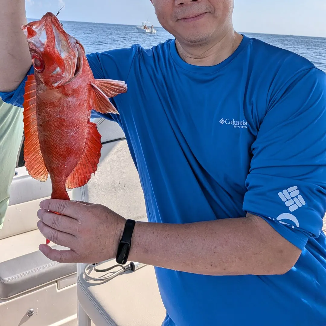 The most recent Atlantic bigeye catches on Fishbrain