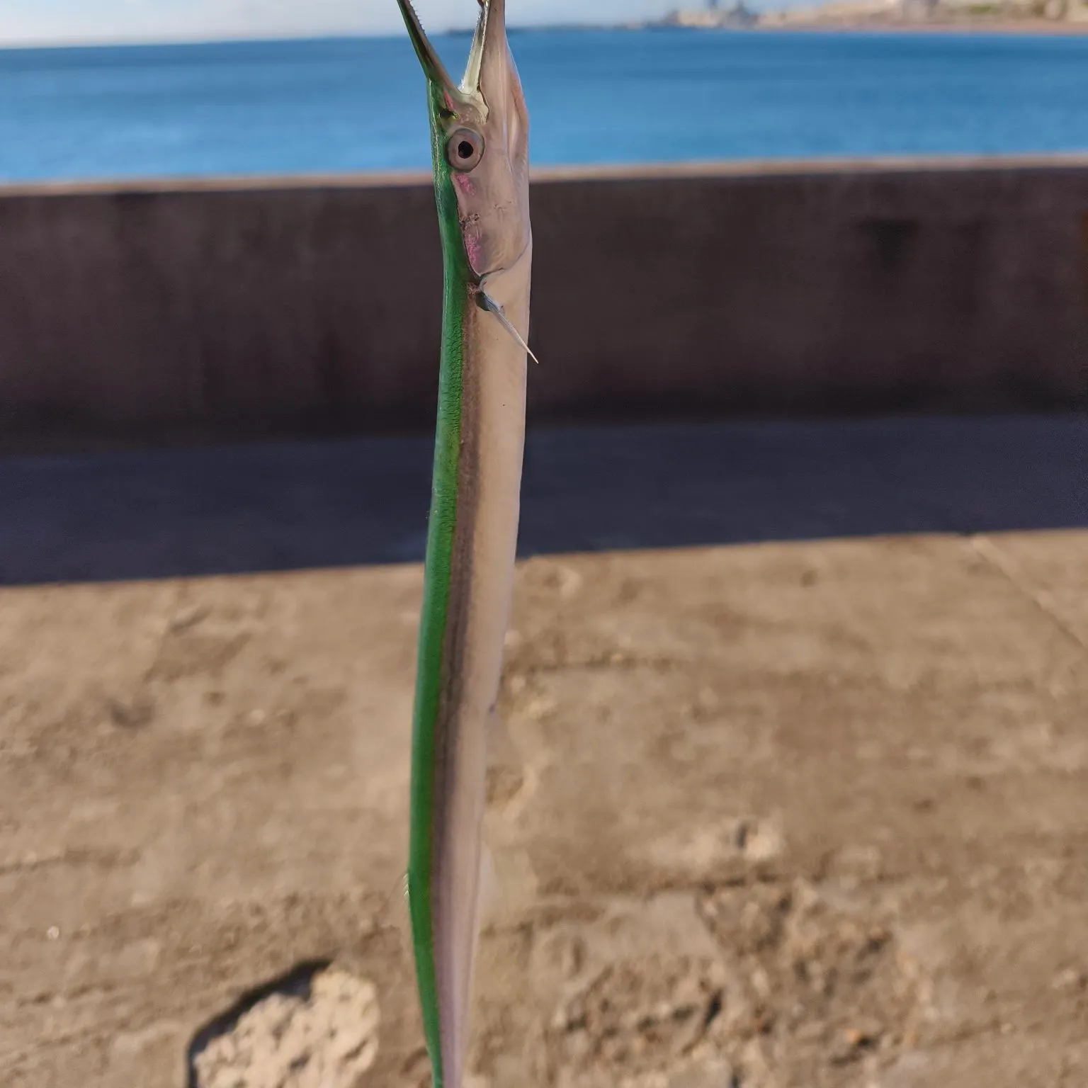 European garfish caught on Fishbrain