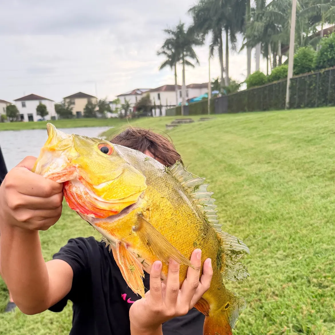 Butterfly peacock bass caught on Fishbrain