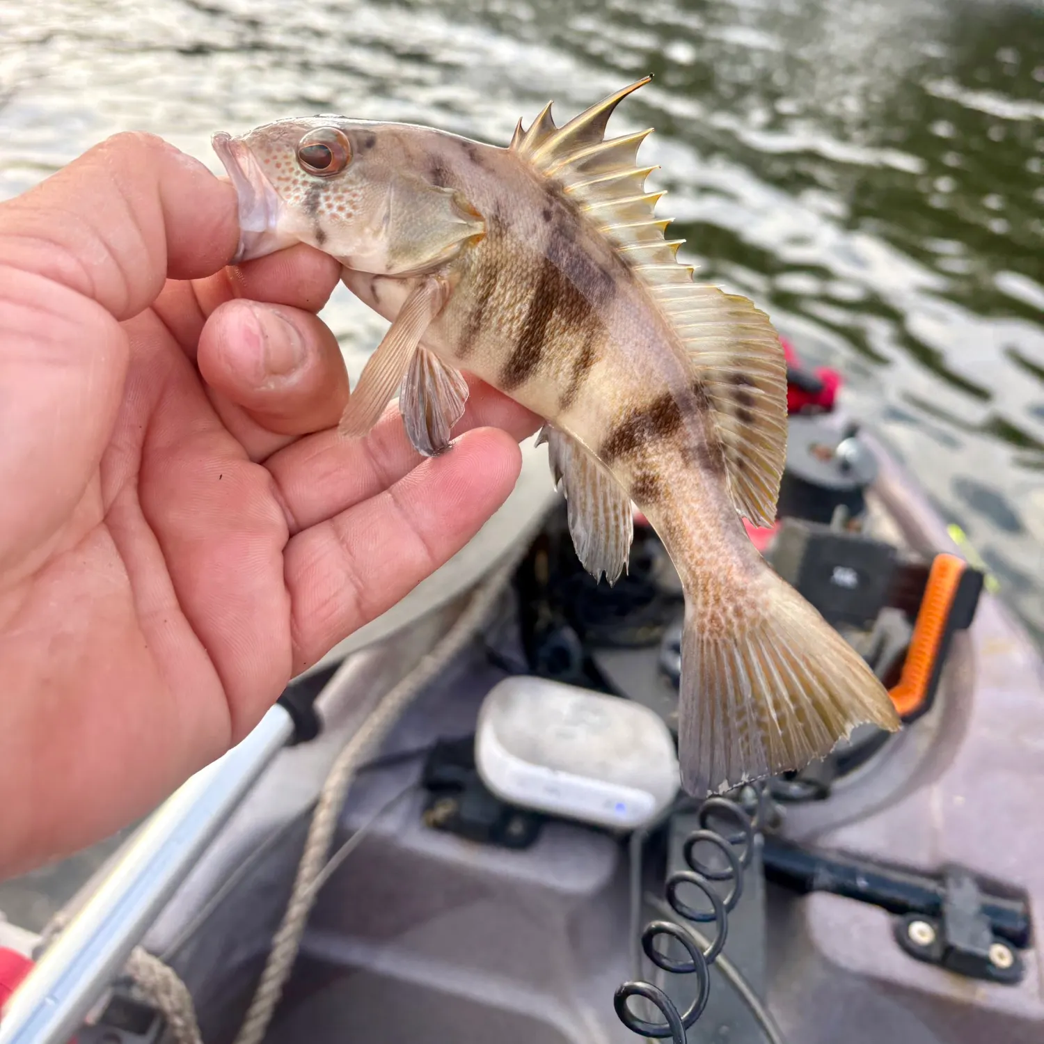 Barred sand bass caught on Fishbrain