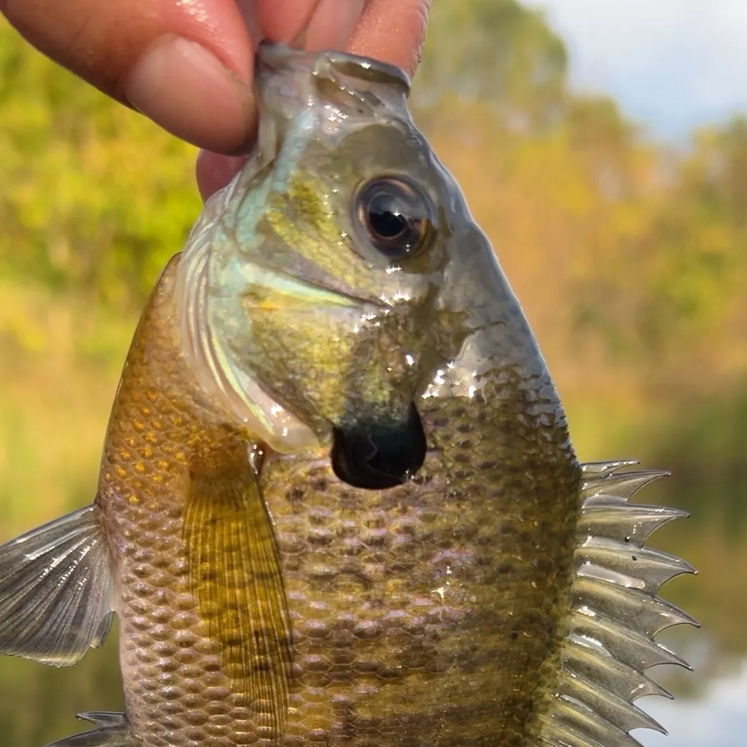 Bluegill caught on Fishbrain