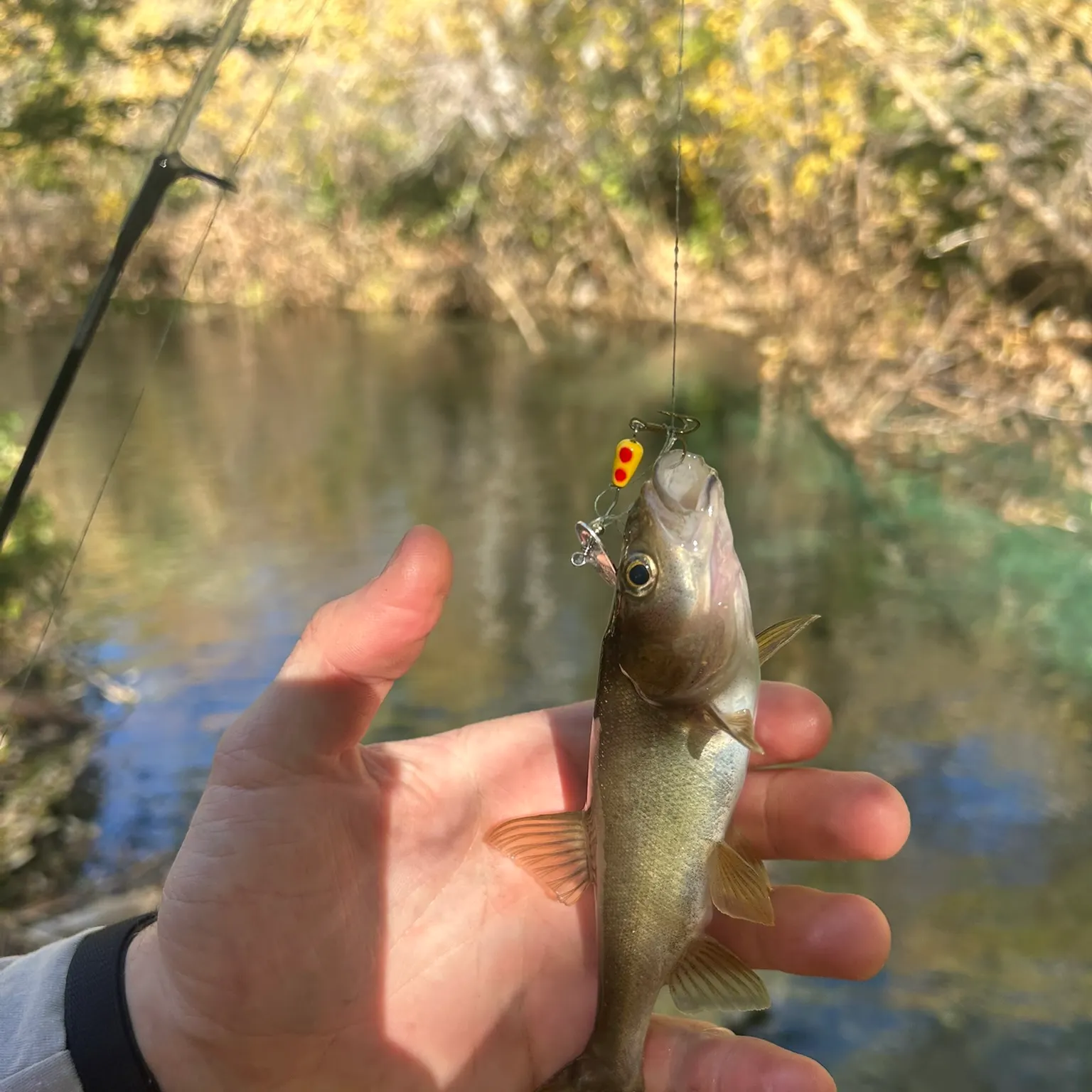The most recent Roundtail chub catches on Fishbrain