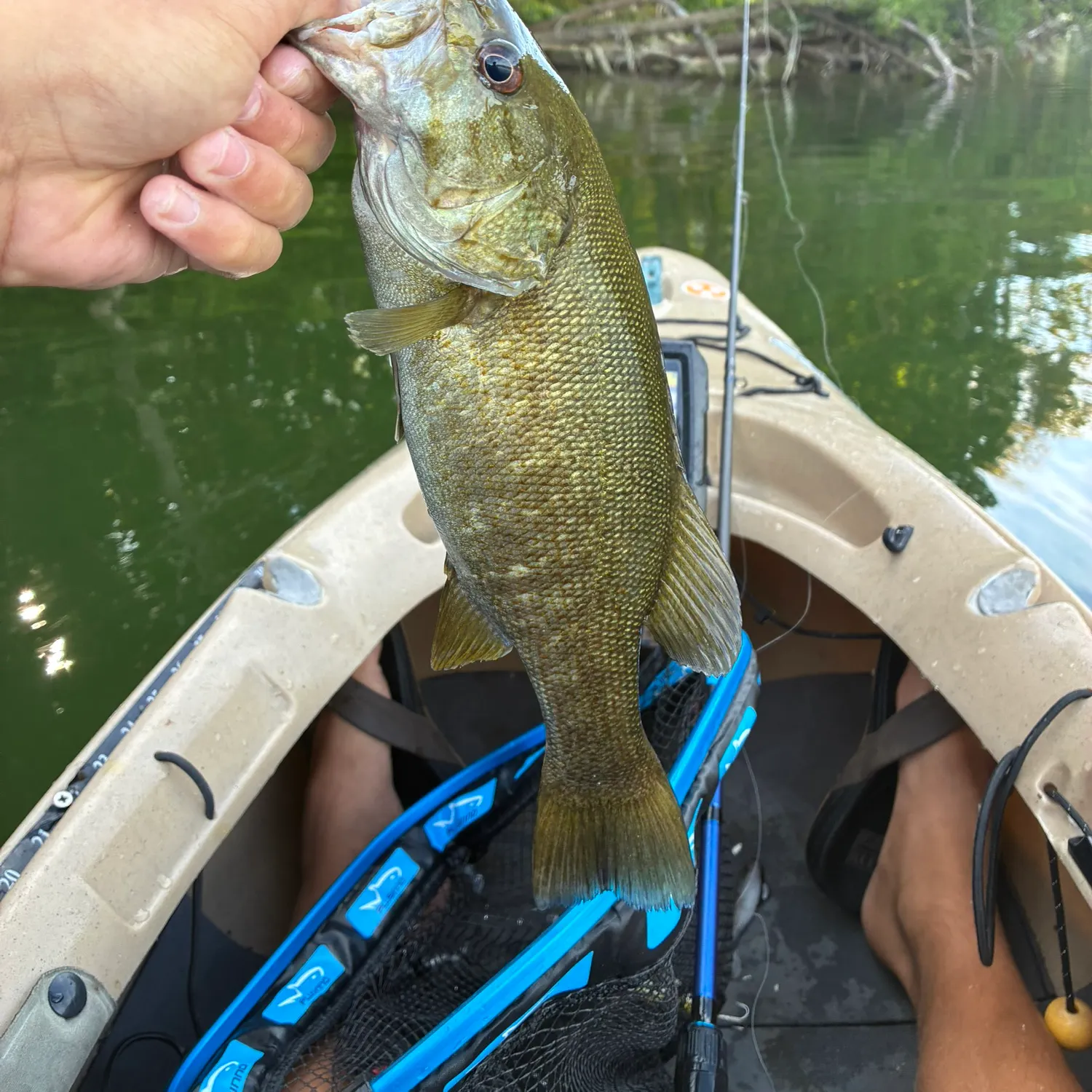 Smallmouth bass caught on Fishbrain
