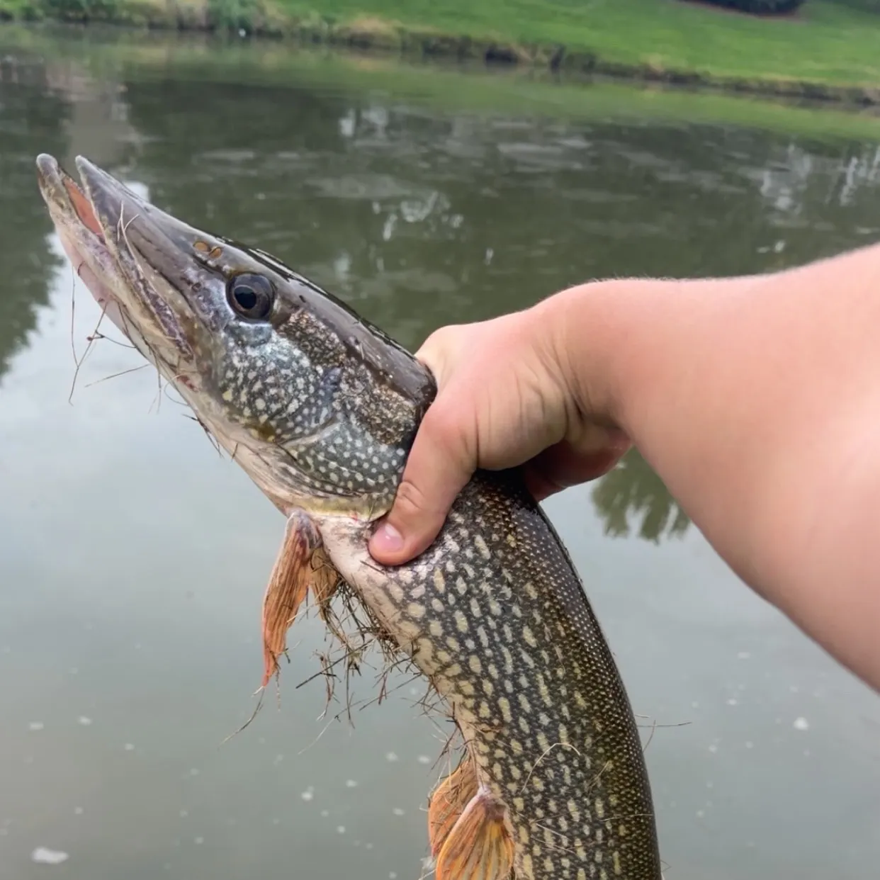 Northern pike caught on Fishbrain