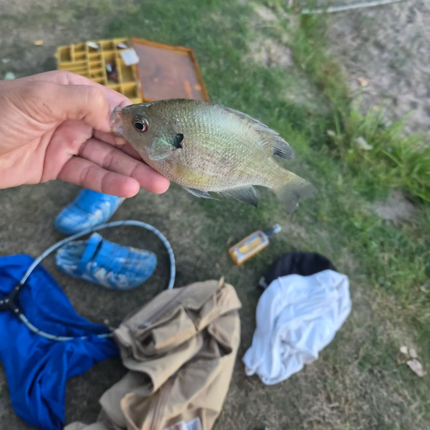 Bluegill caught on Fishbrain