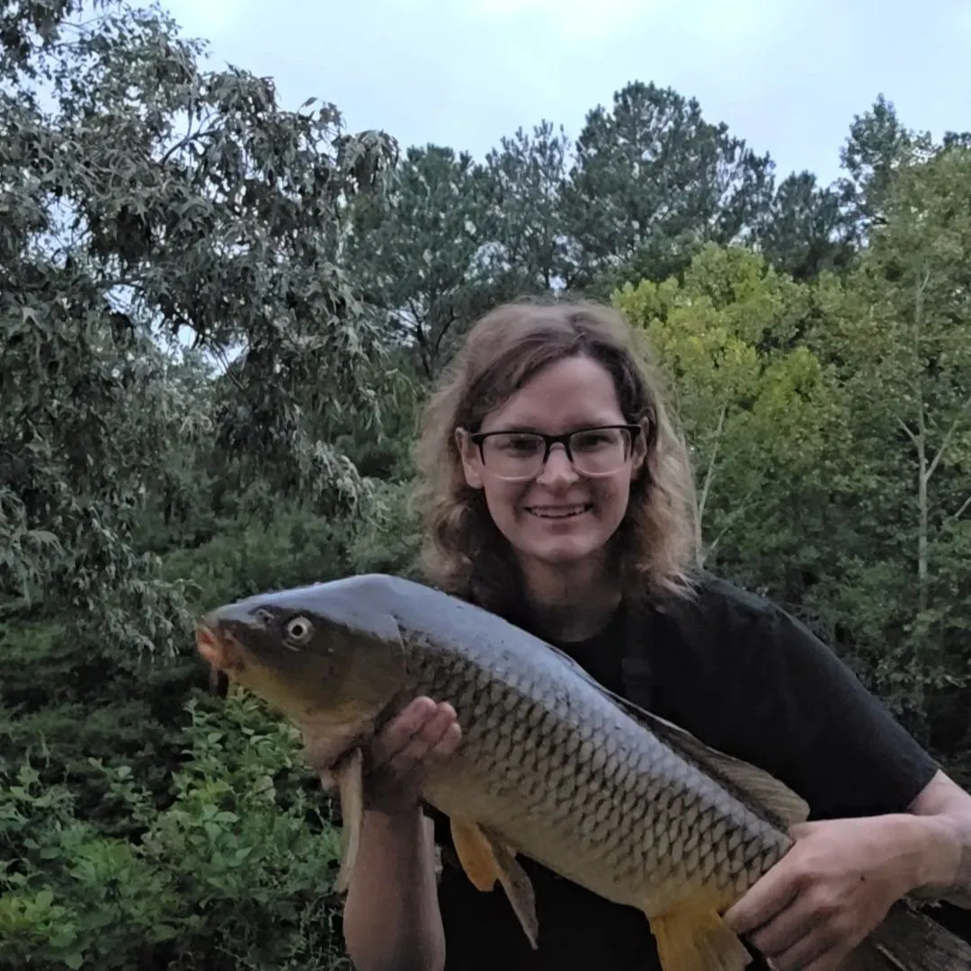 Common carp caught on Fishbrain