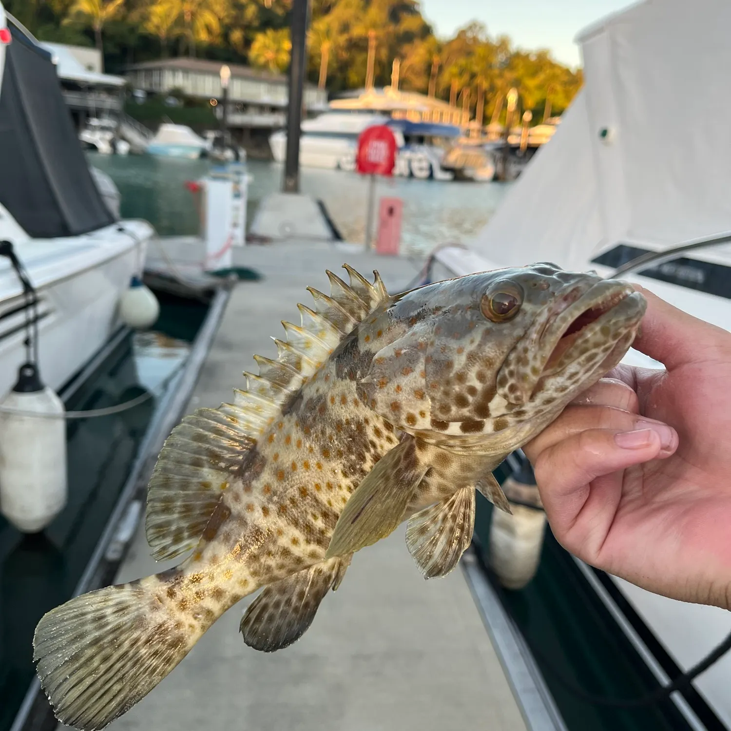 The most recent Malabar grouper catches on Fishbrain