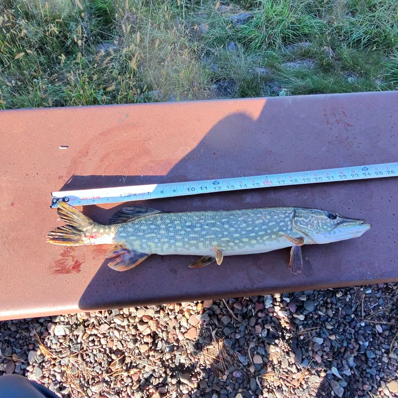 Northern pike caught on Fishbrain
