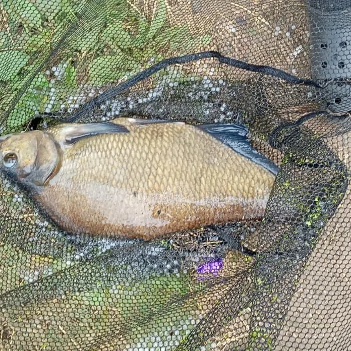 Common bream caught on Fishbrain