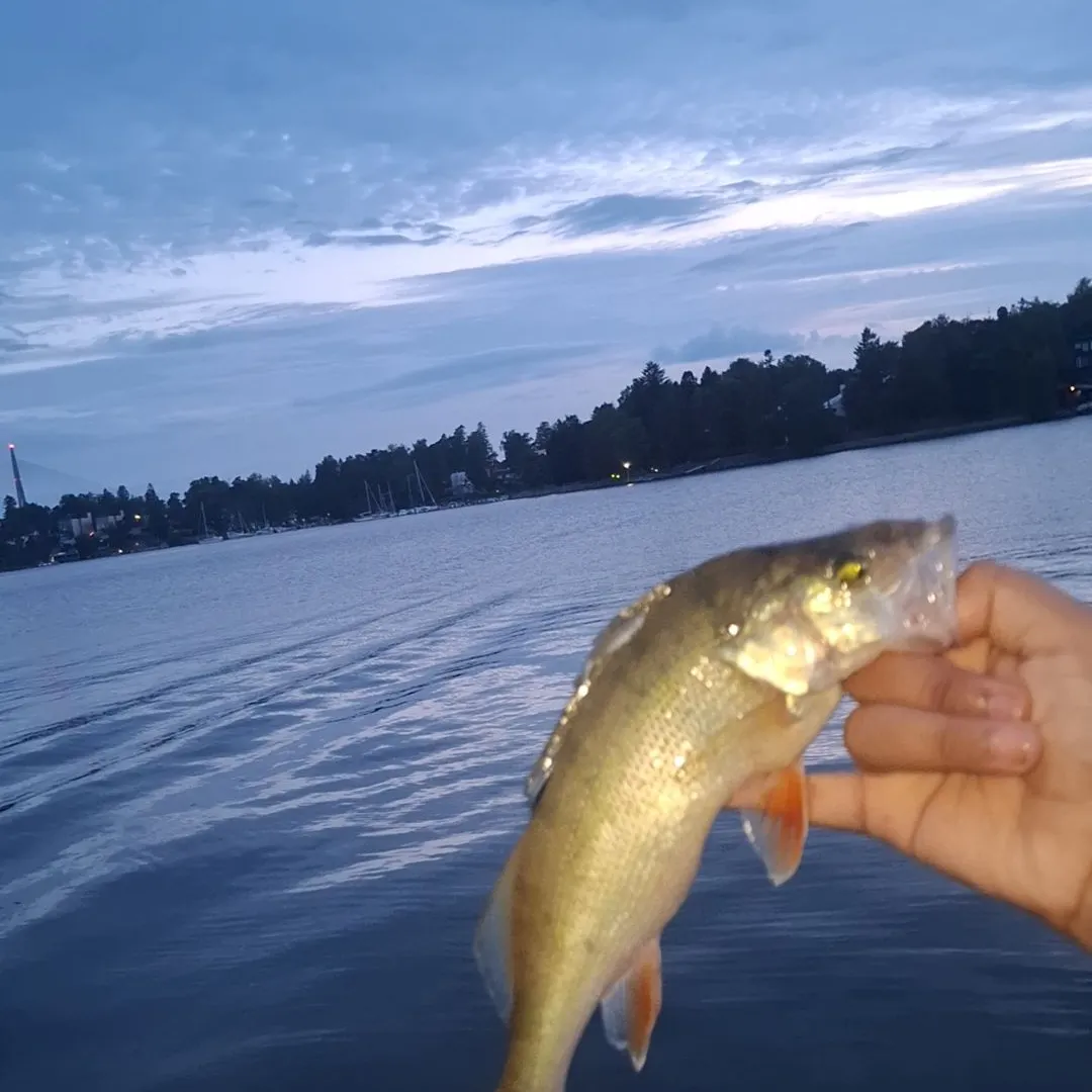 Fish caught on Fishbrain