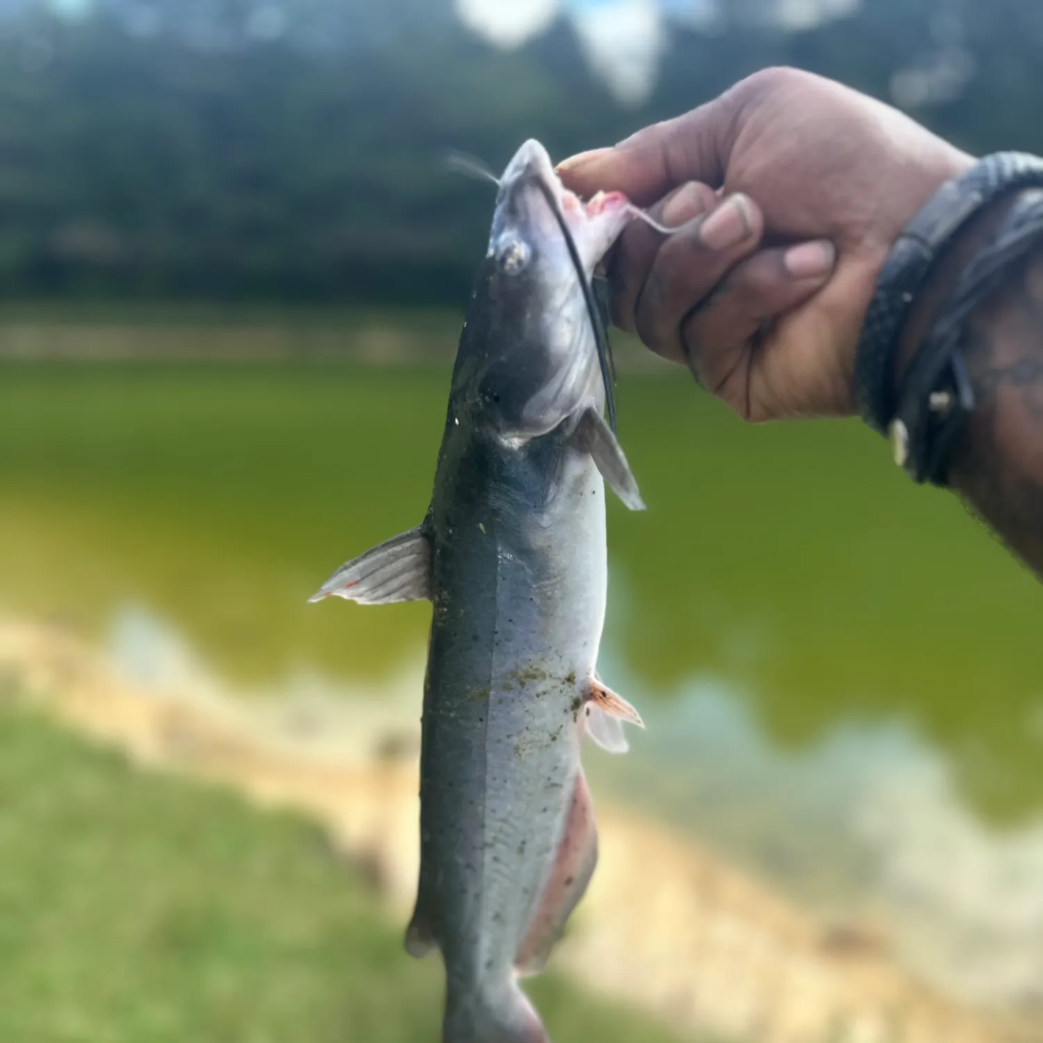 Channel catfish caught on Fishbrain