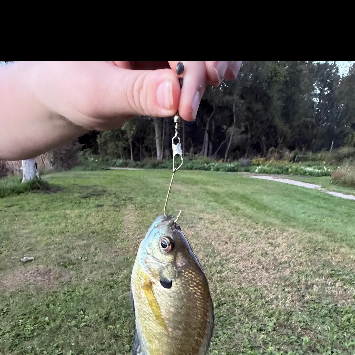 Bluegill caught on Fishbrain