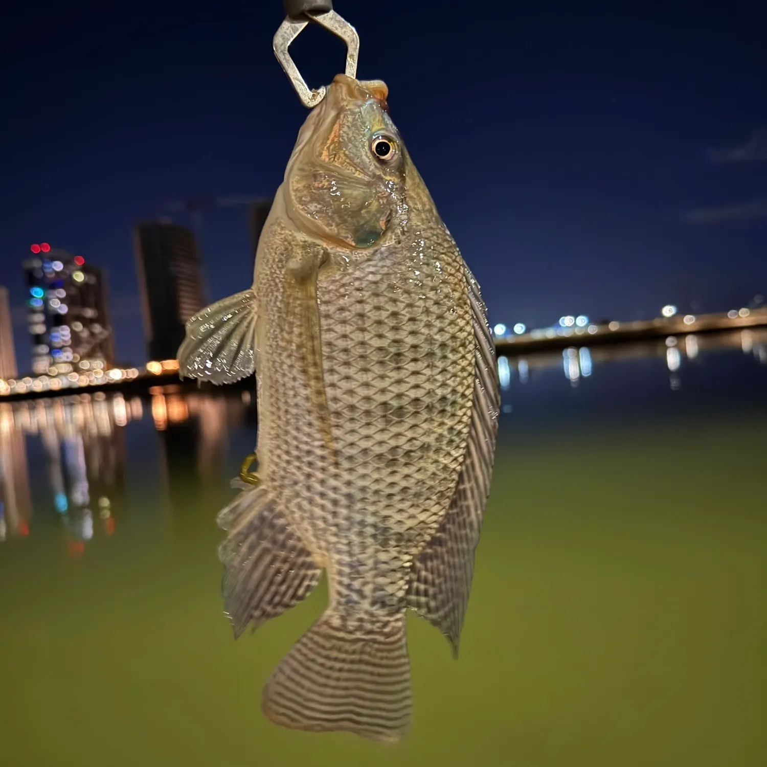 Nile tilapia caught on Fishbrain