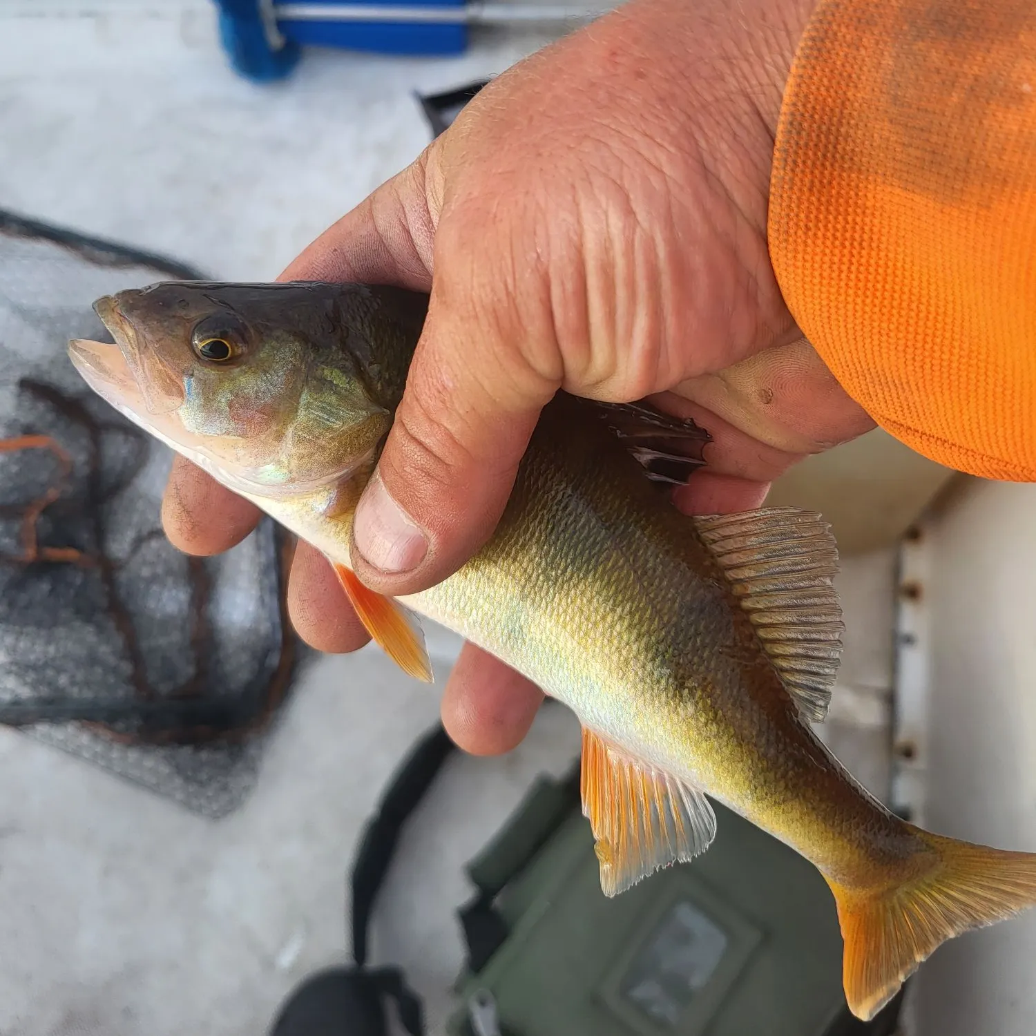 European perch caught on Fishbrain