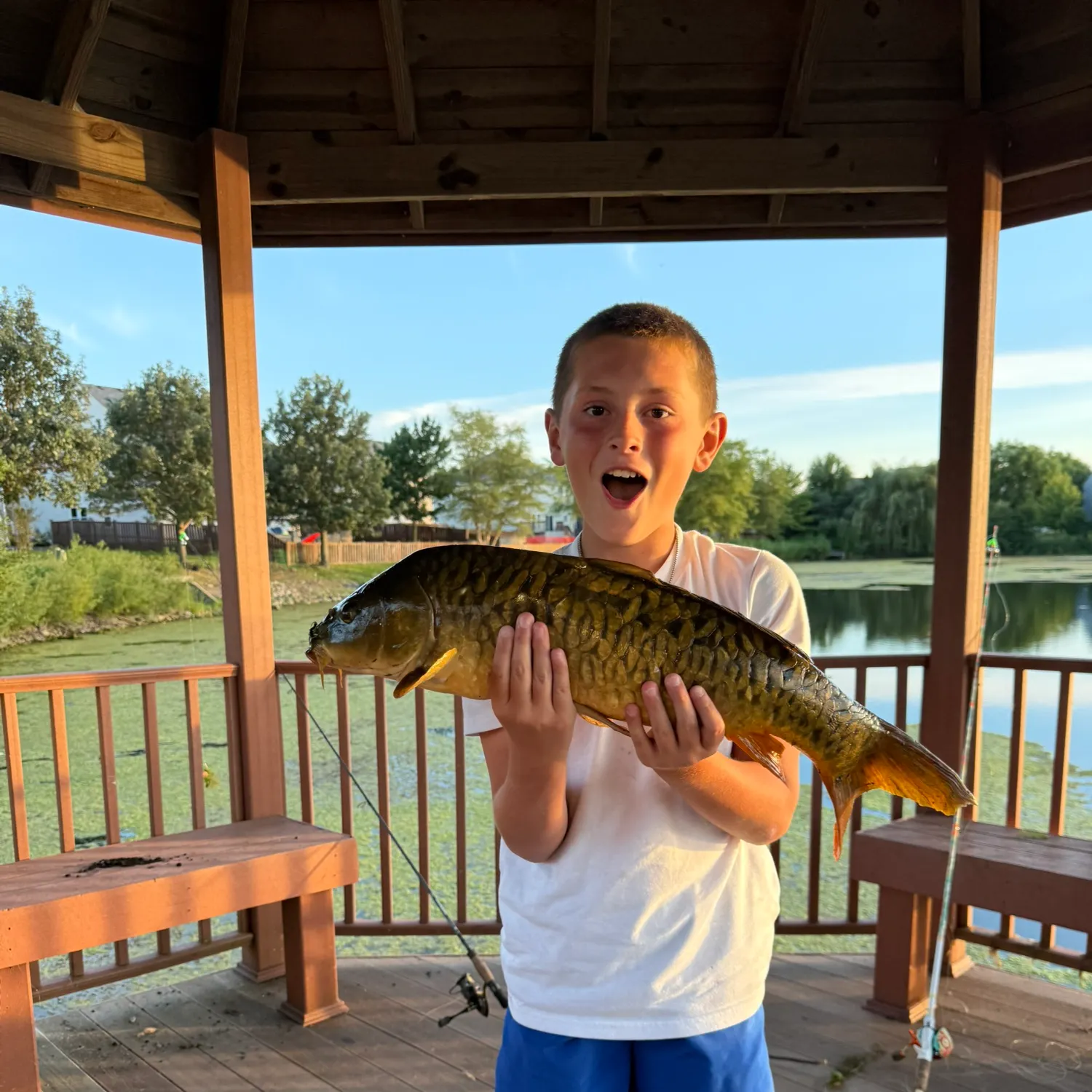 Mirror carp caught on Fishbrain