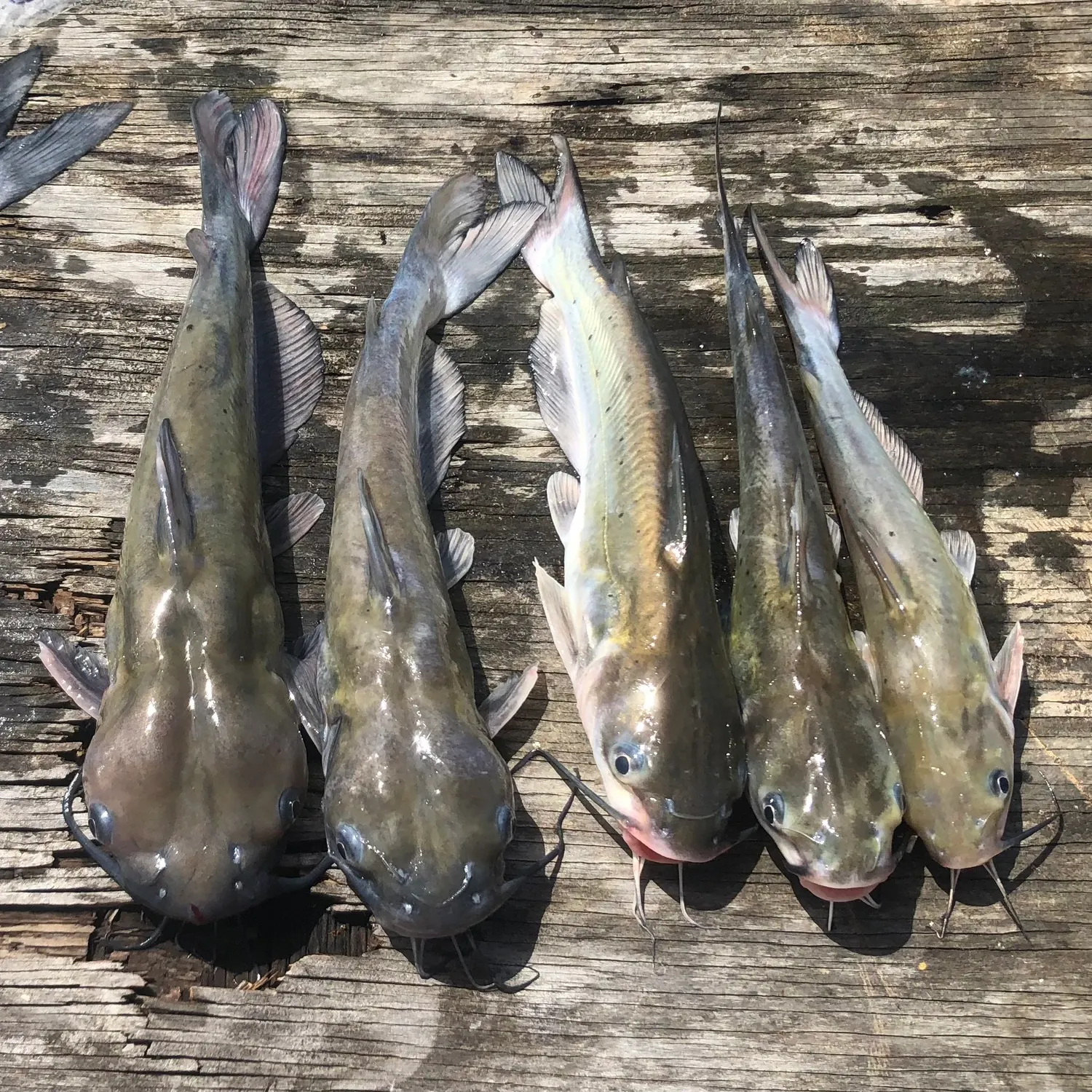 recently logged catches