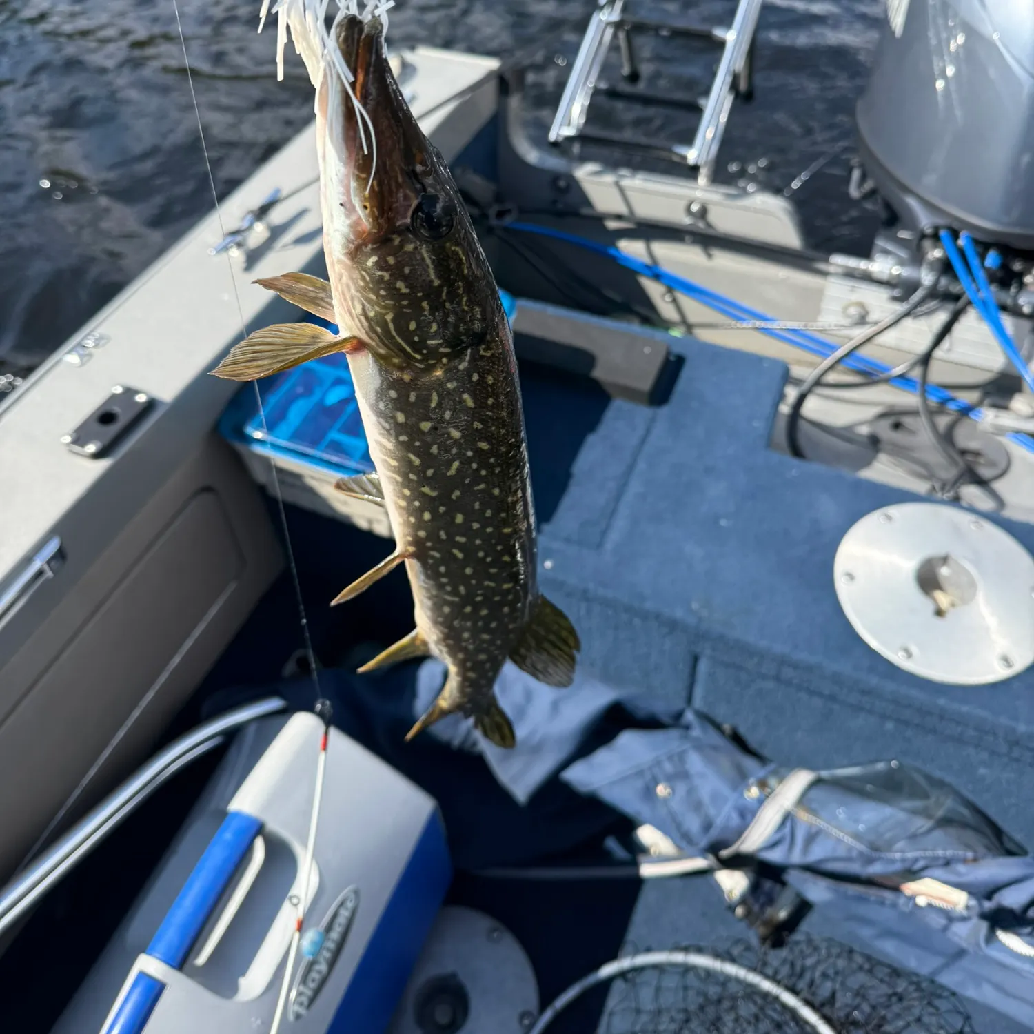 Northern pike caught on Fishbrain