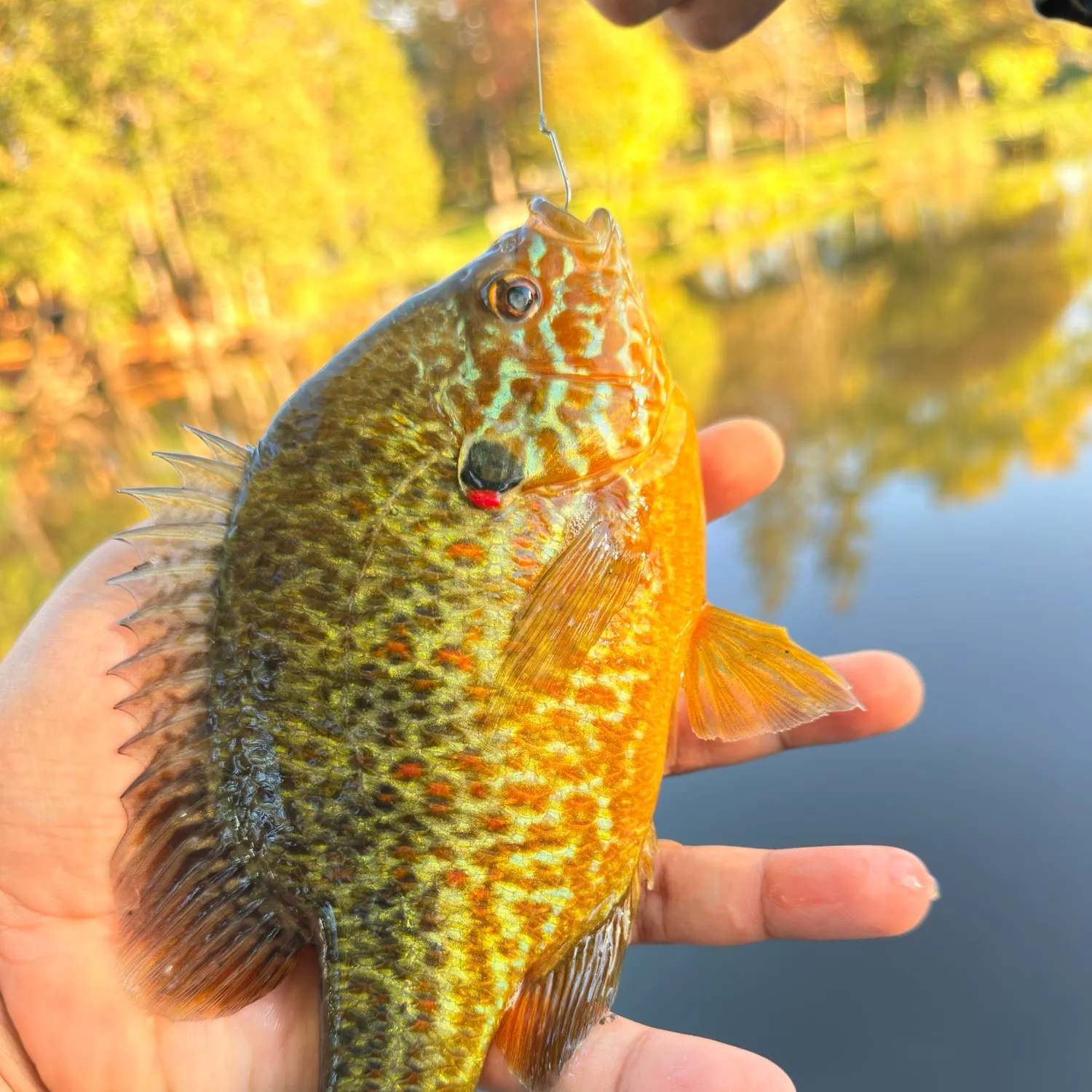 Pumpkinseed caught on Fishbrain